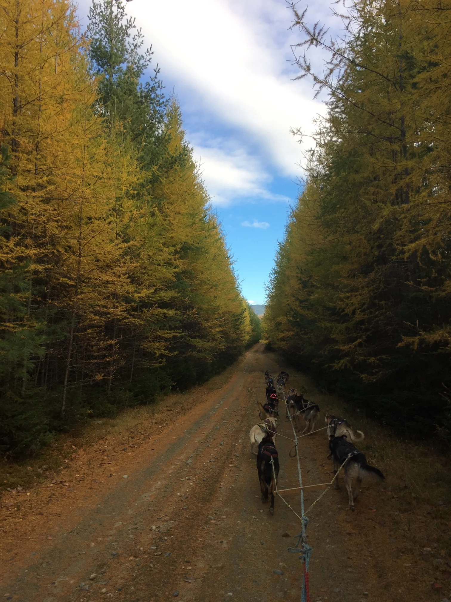 Victor Hugo in lead with Aurora. 17 dogs strong.