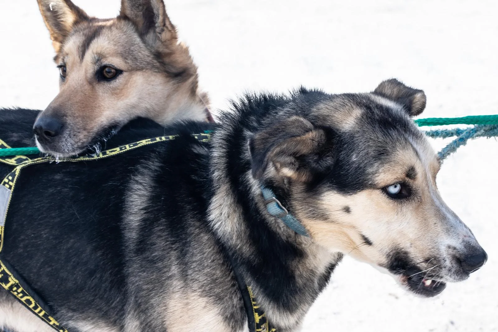 On How a Race Ends Early, and why that’s ok: Our first Beargrease Marathon