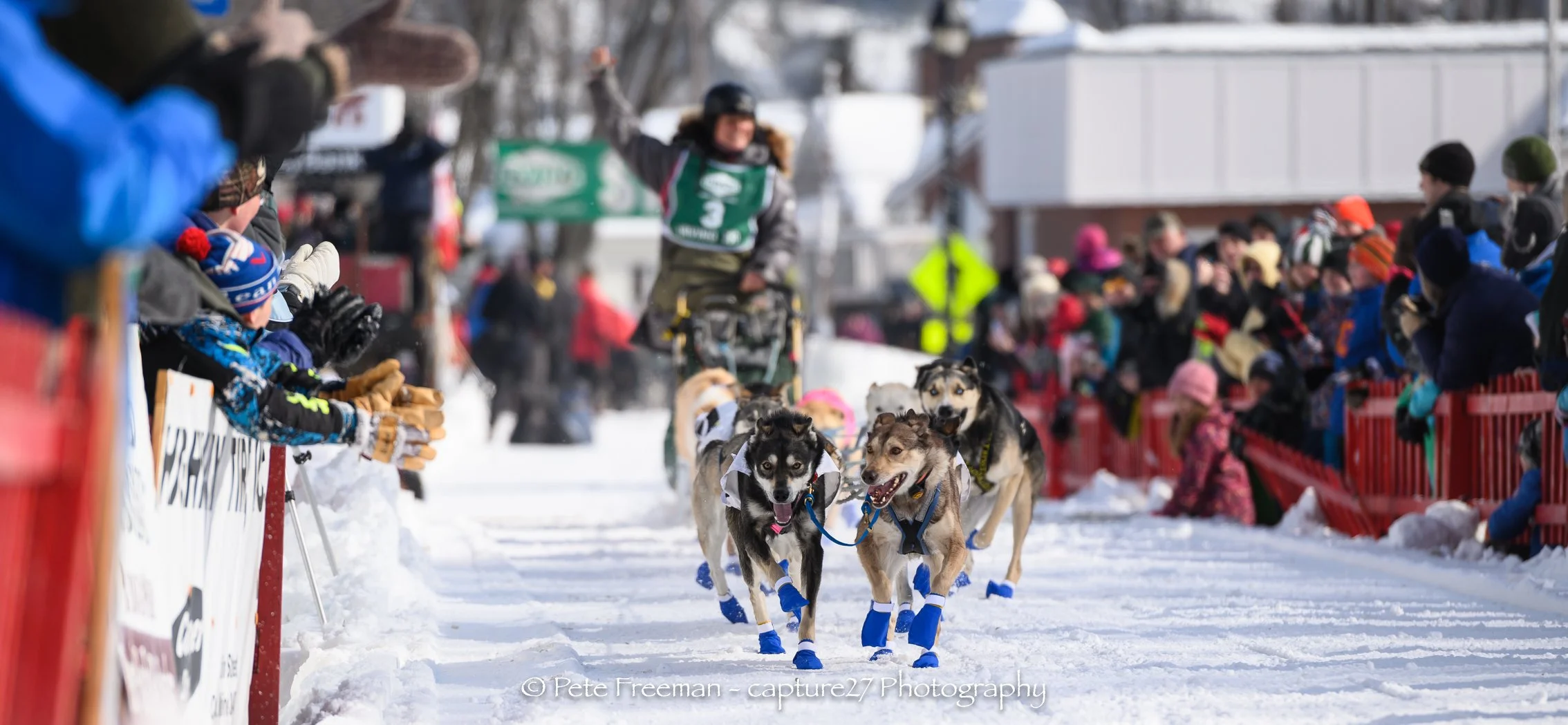 Willie Jr and Ariel at the start. Hawkeye in beast mode in the middle. You can also spot Nibbler’s white face and the golden hulk of Loki. Photo by Pete Freeman.