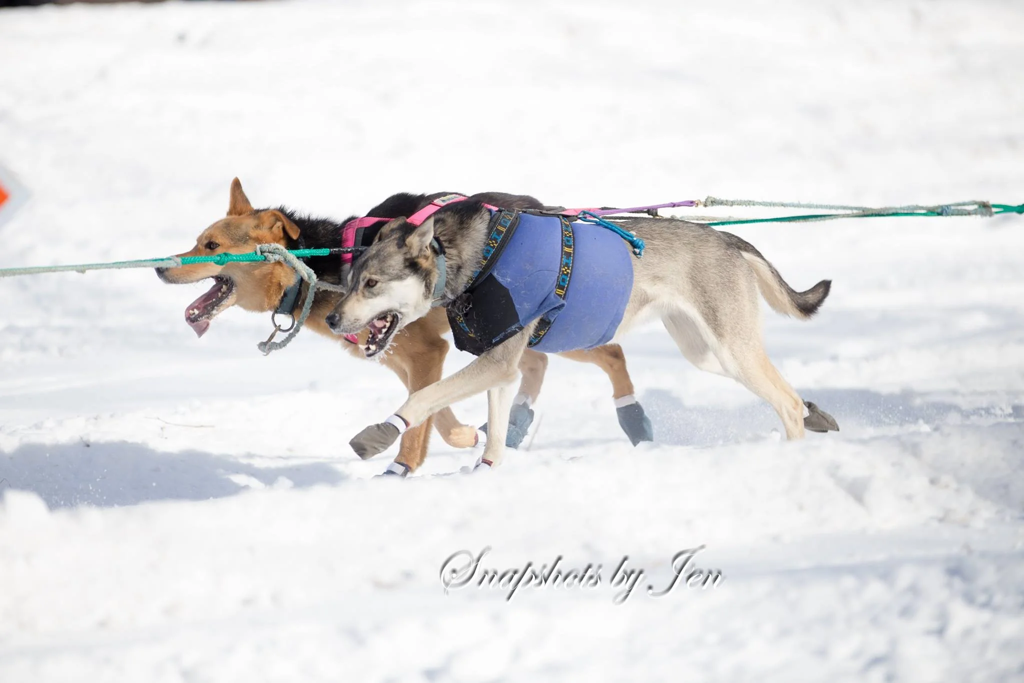 Hilde at the Beargrease start, with Victor Hugo.