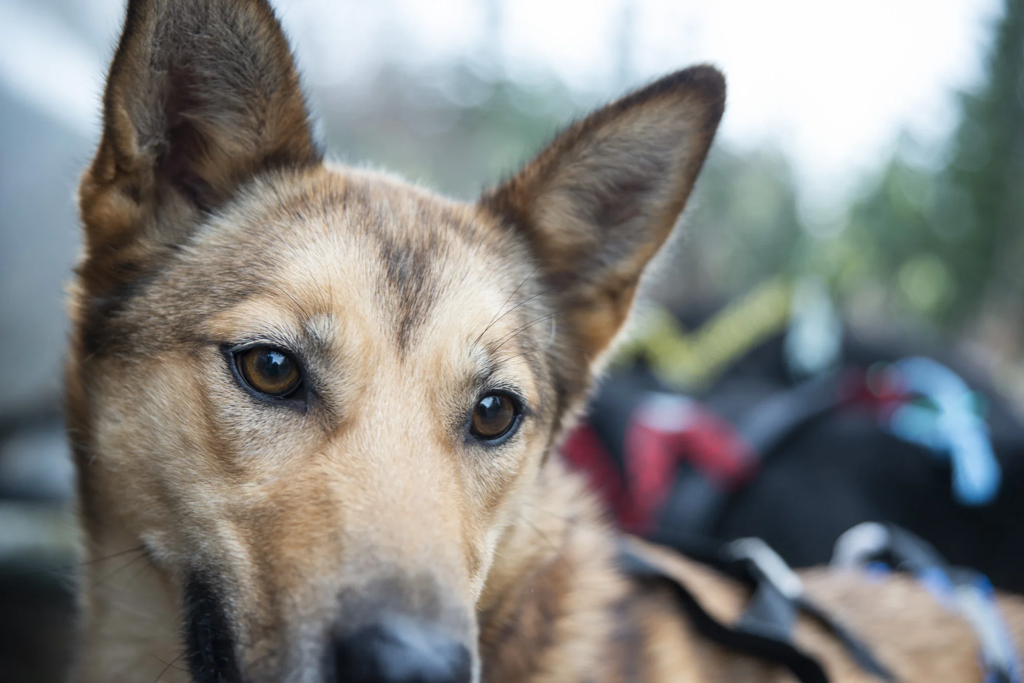 Vega during fall training. Photo by Joe Klementovich.