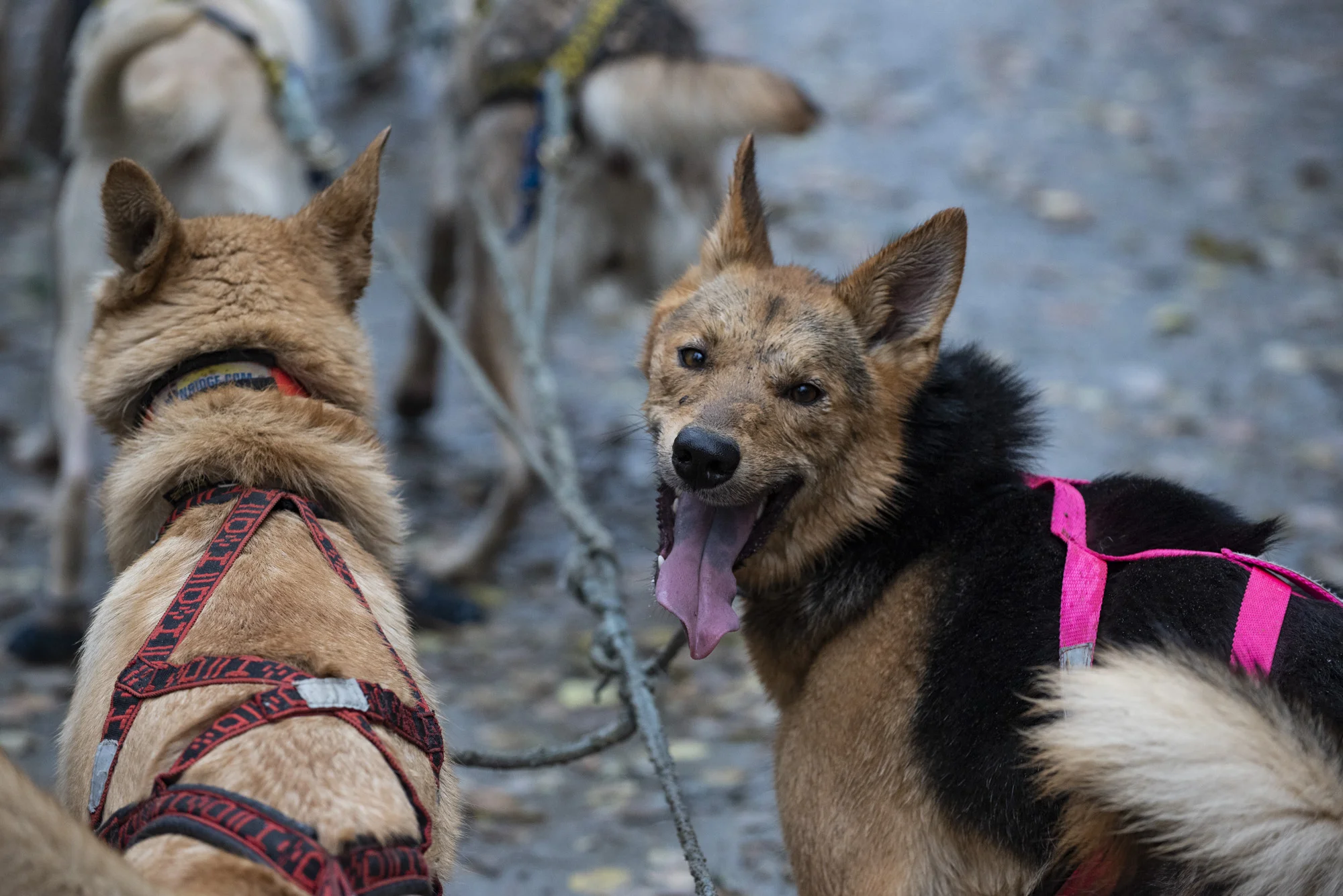 Victor’s grin during a fall training run. Photo by Joe Klementovich.