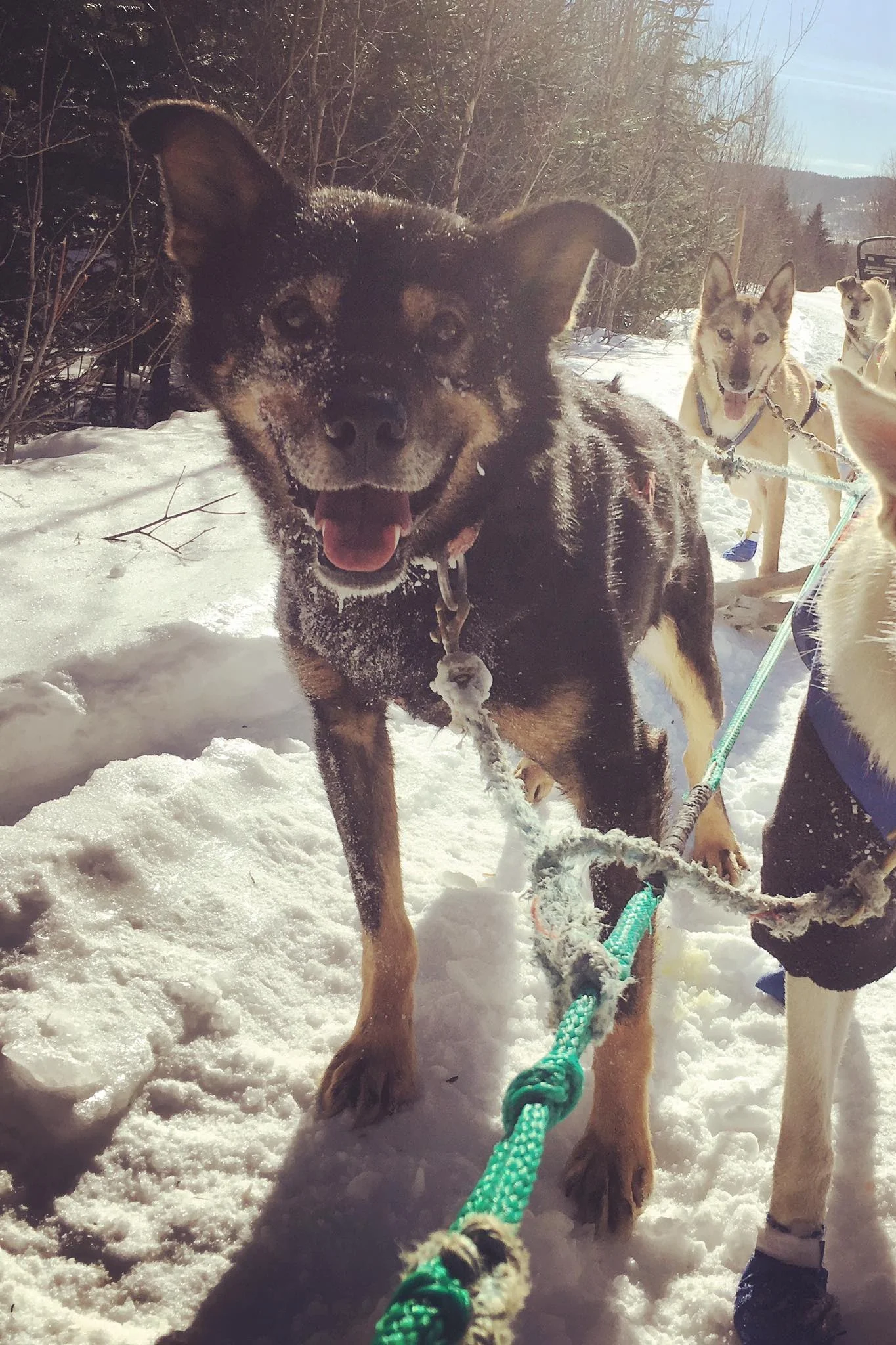 Zippo back in harness in February, pure joy.
