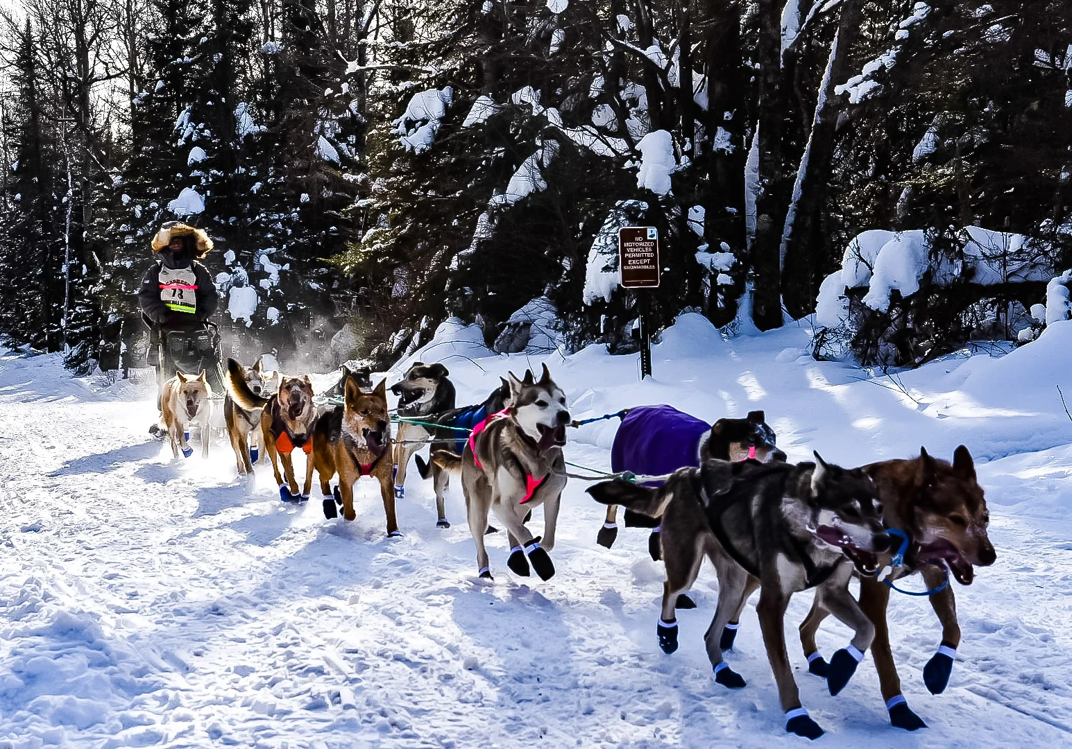 Aurora and Ariel in perfect coordinated step, first leg of the Beargrease