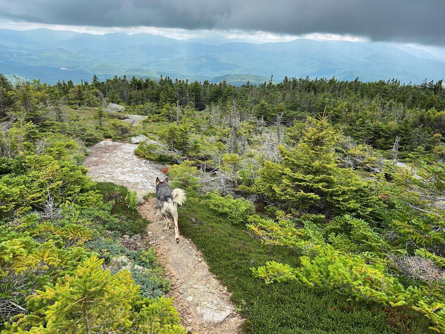 On a Pandemic Summer: Or, how we survived without puppies