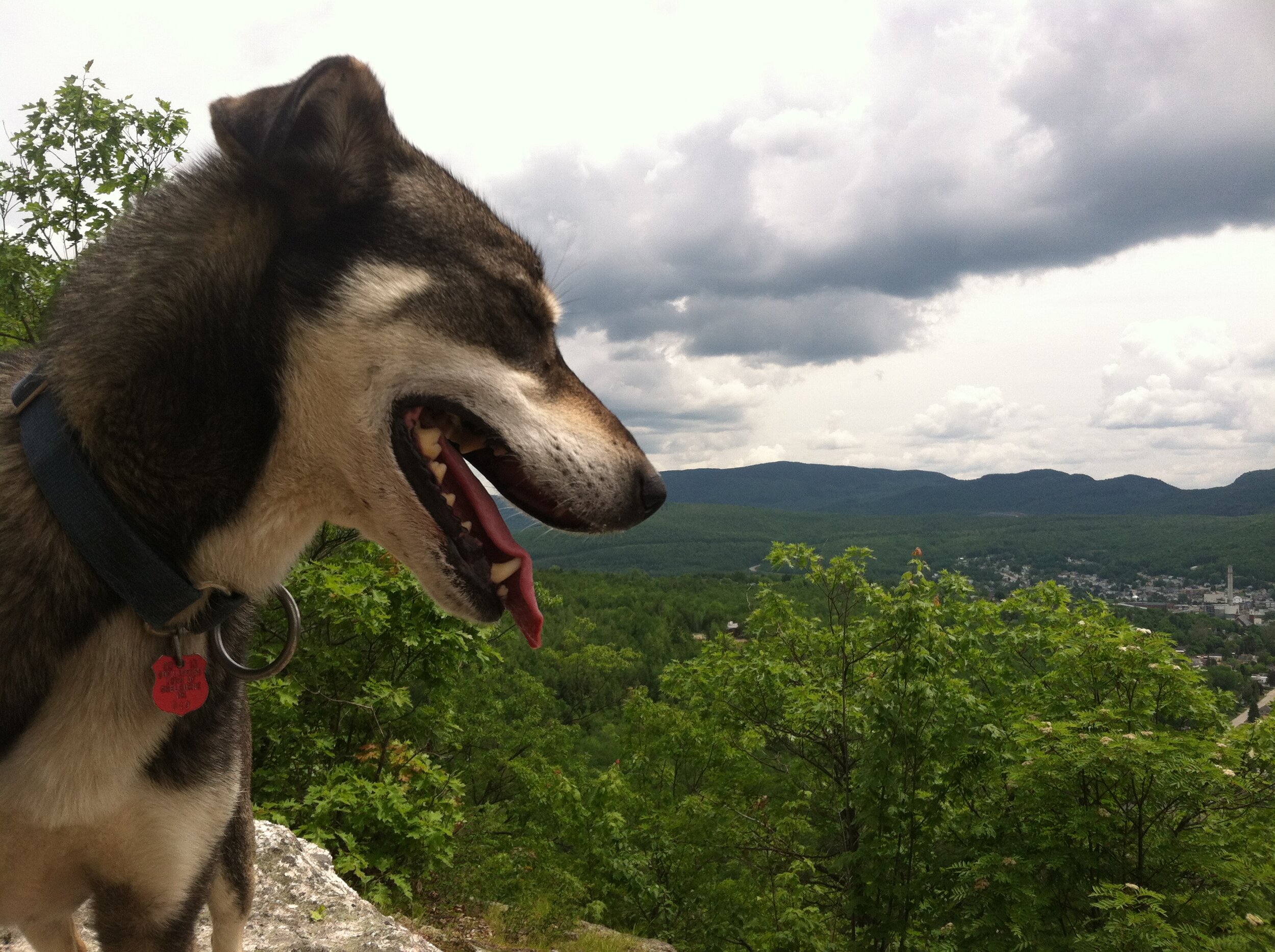  This was about as far away as he would get, as I tried to get a photo of him with the scenery it always ended up being just his head as he refused to move far enough away from me. 