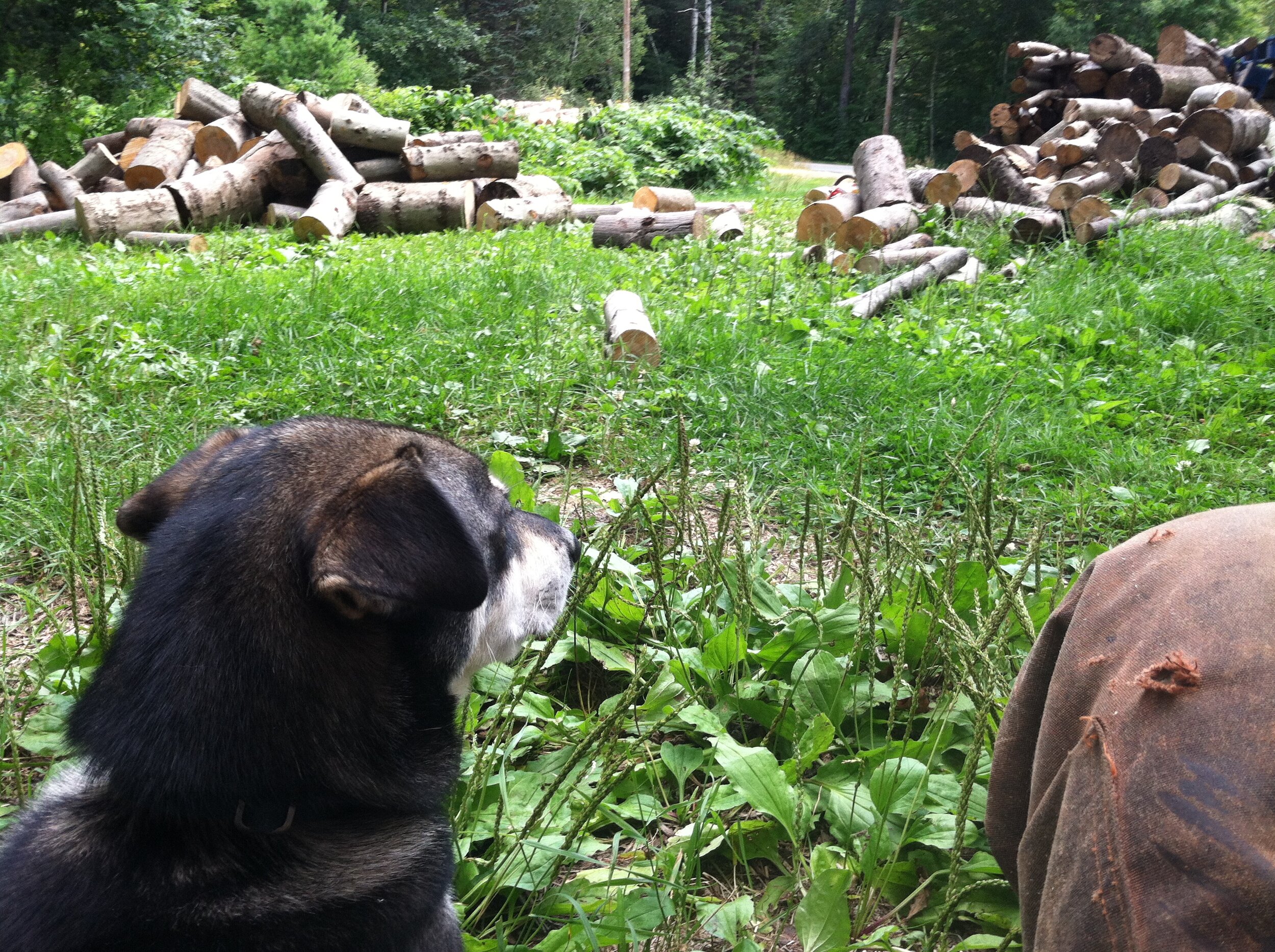  ‘Helping’ with firewood.  