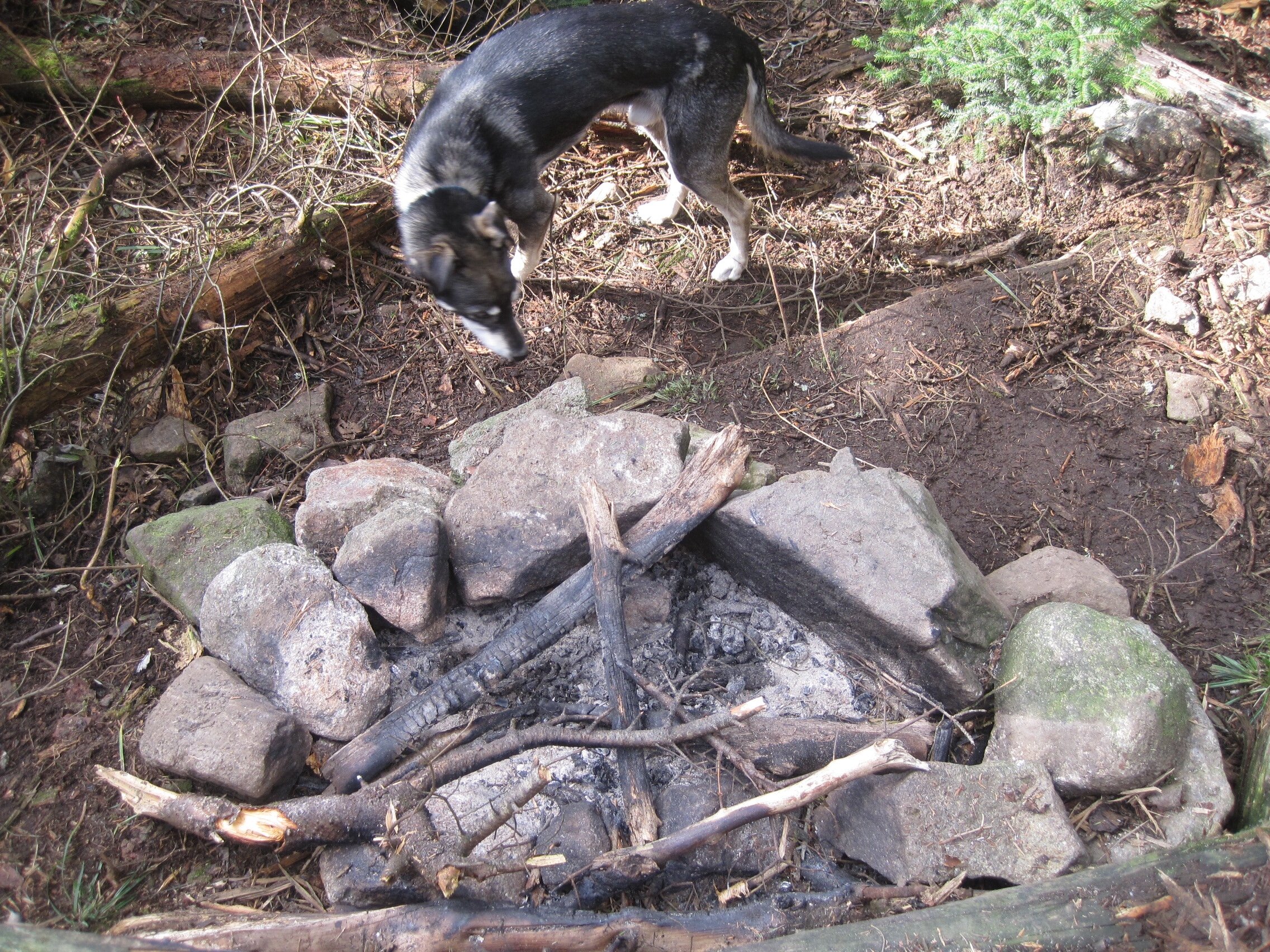  Helping me measure the size of a campfire ring at Liberty Springs tent site.  