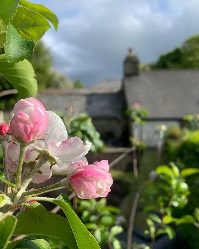 I went round to the cutting patch, and couldn&rsquo;t resist taking a picture of this exquisite apple blossom against the background of old slate roofs and a lowering sky.  #appleblossom #blossom #springblooms #spring #springtime #cornwall #beautiful