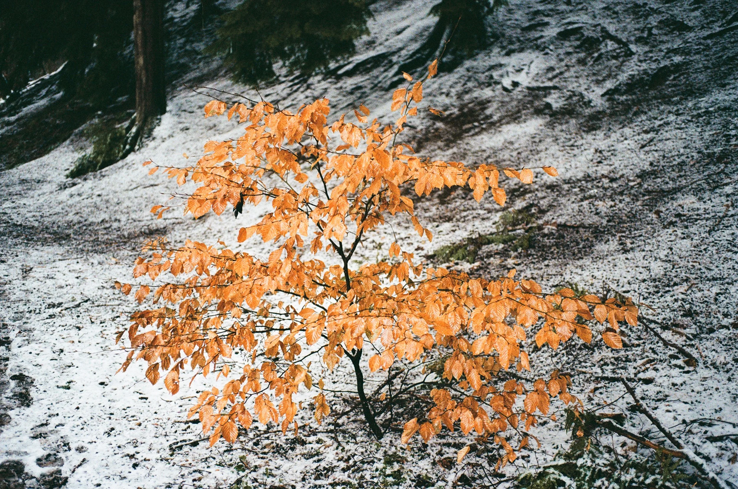 winter.jpg