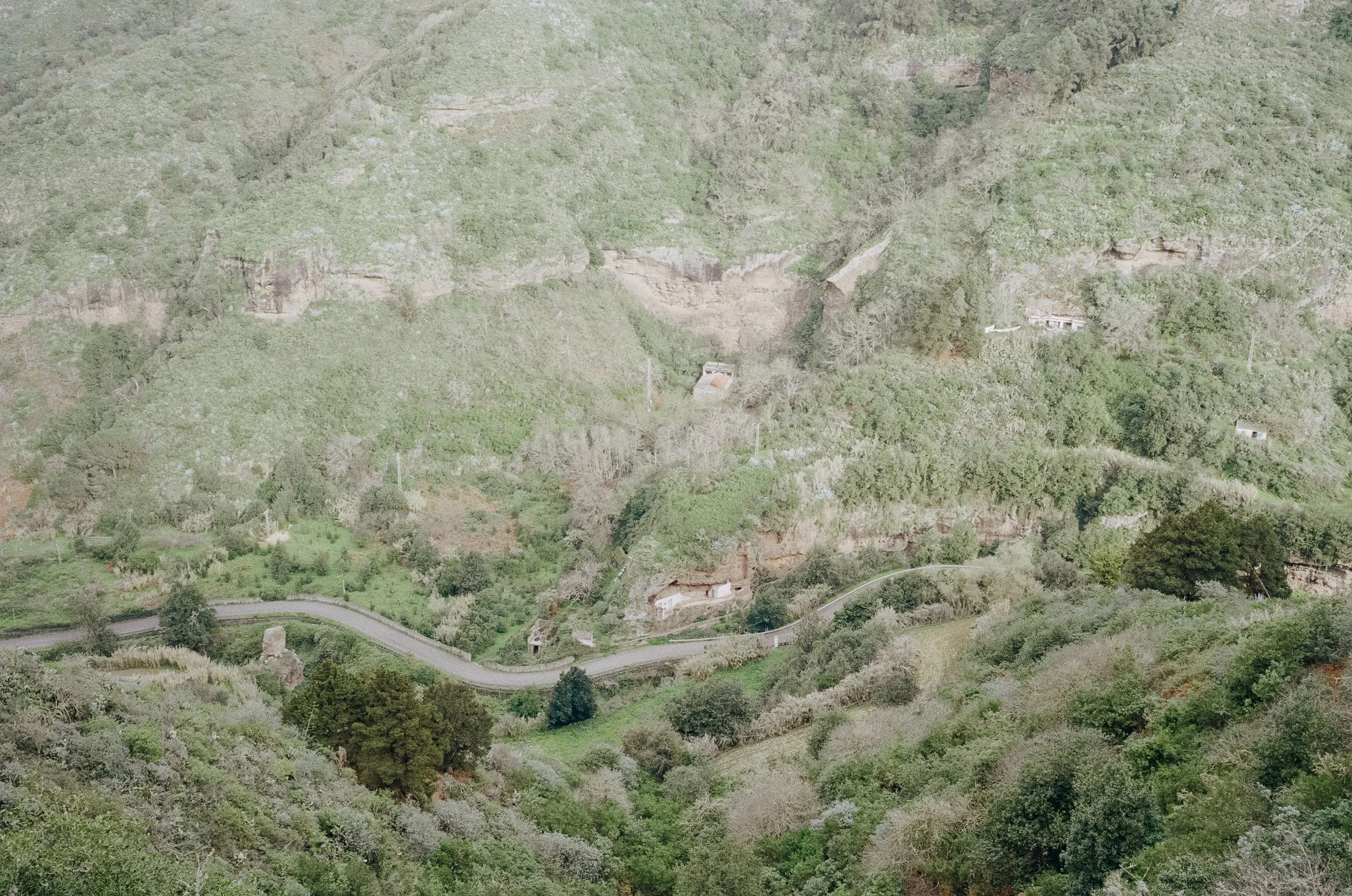 canaria-1.jpg