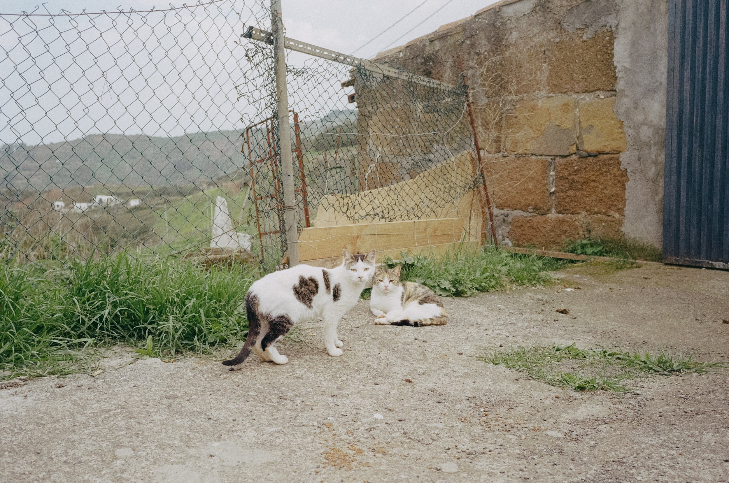 canaria-4.jpg