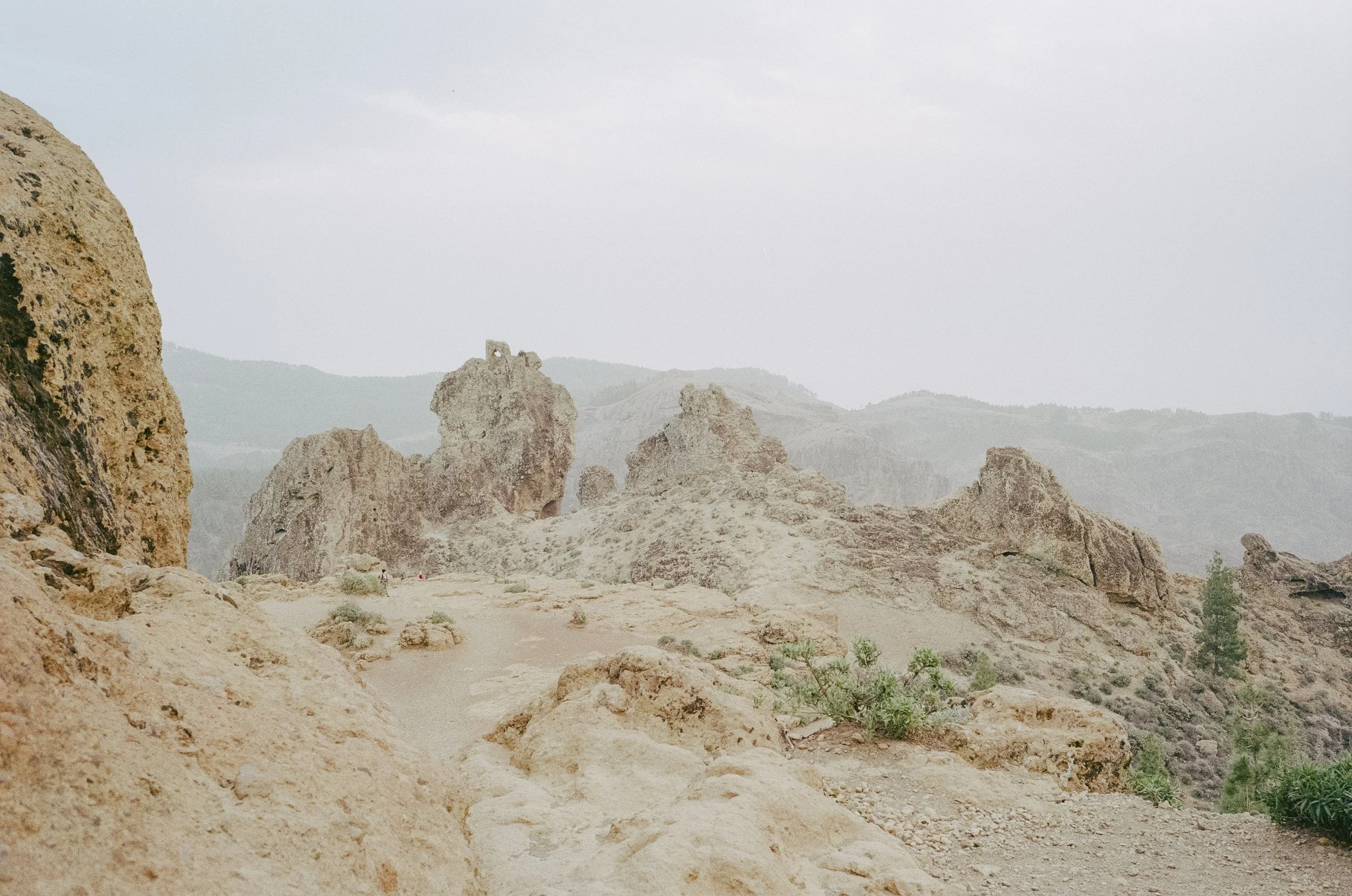 canaria-6.jpg