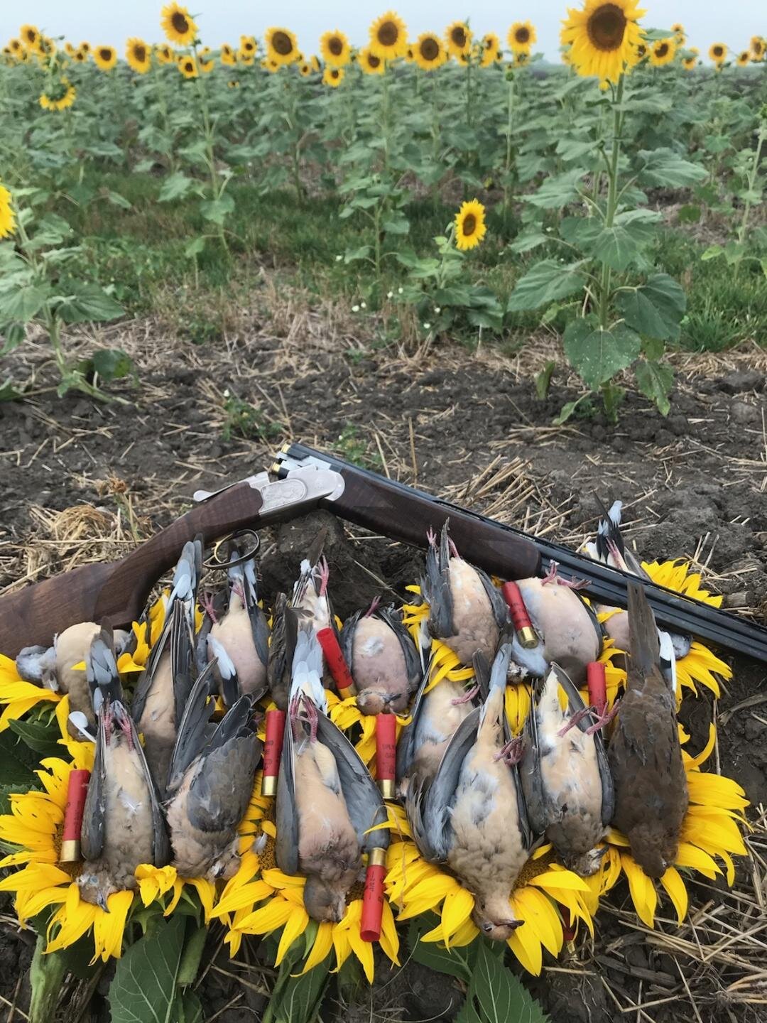 Dove Opener 2020.jpg