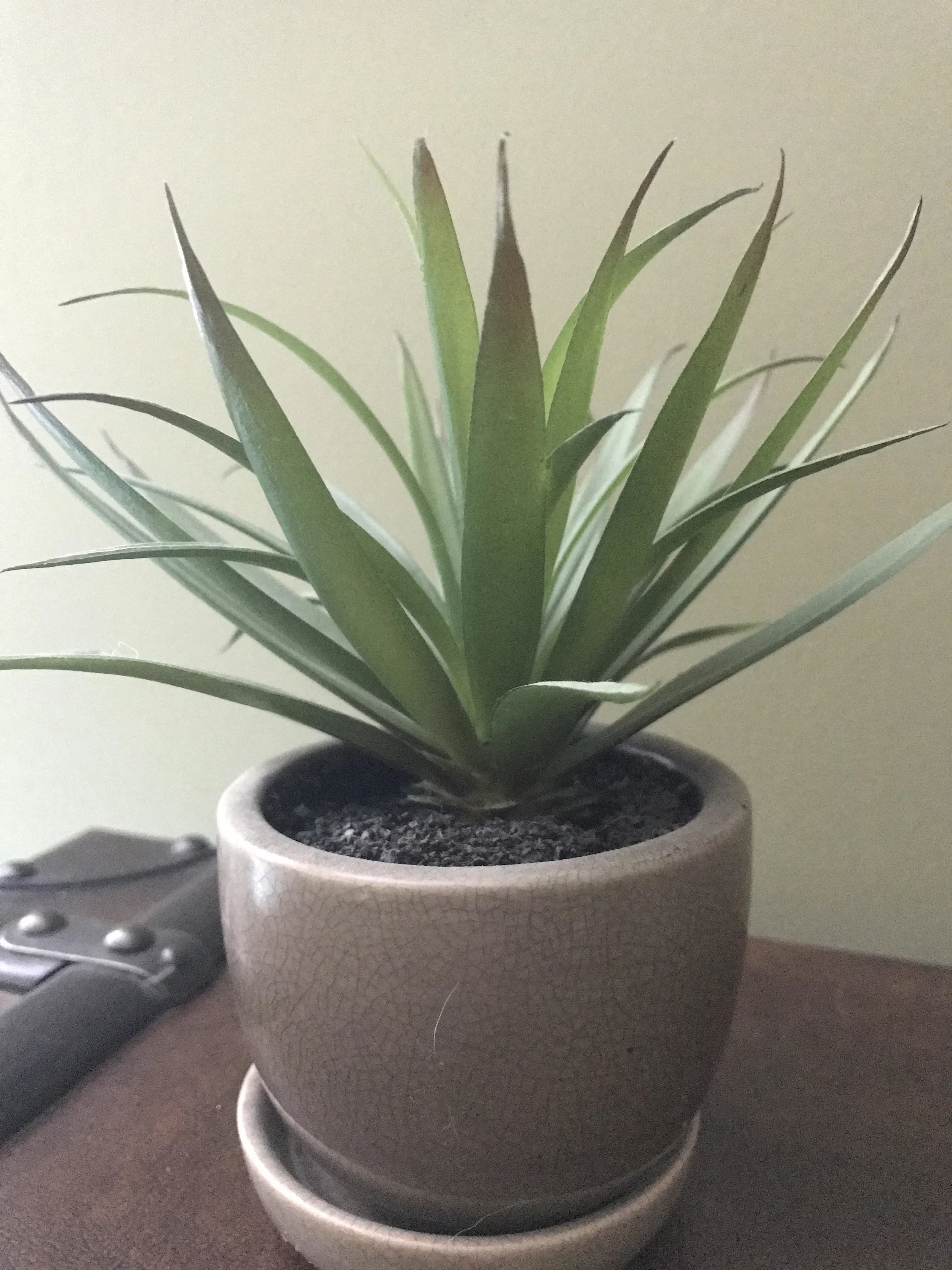 plant.jpg
