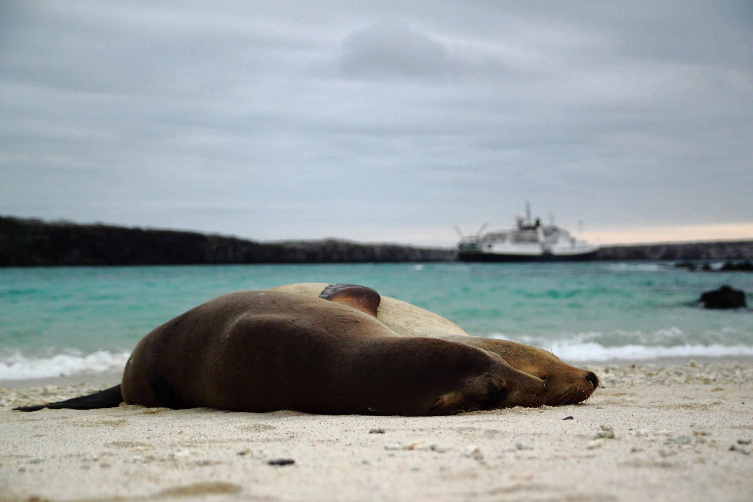 Galapagos Islands, Nov. 2014