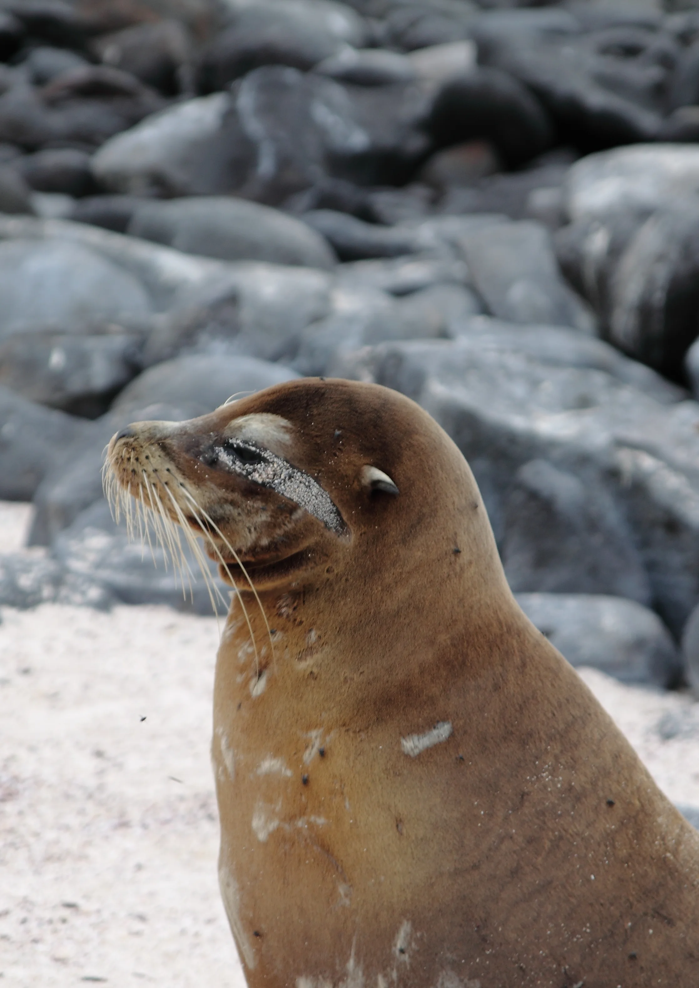 Galapagos Islands, Nov. 2014