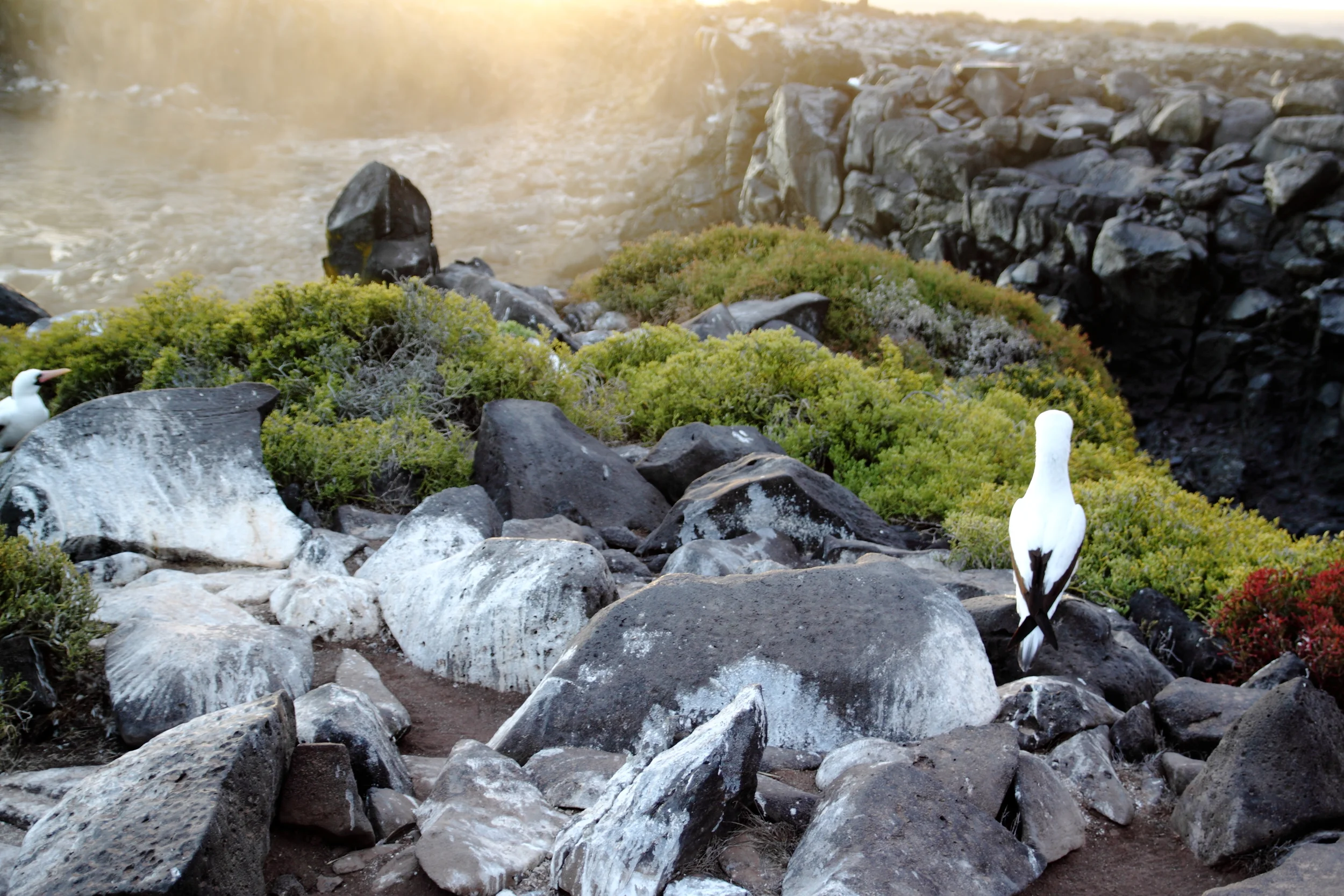 Galapagos Islands, Nov. 2014