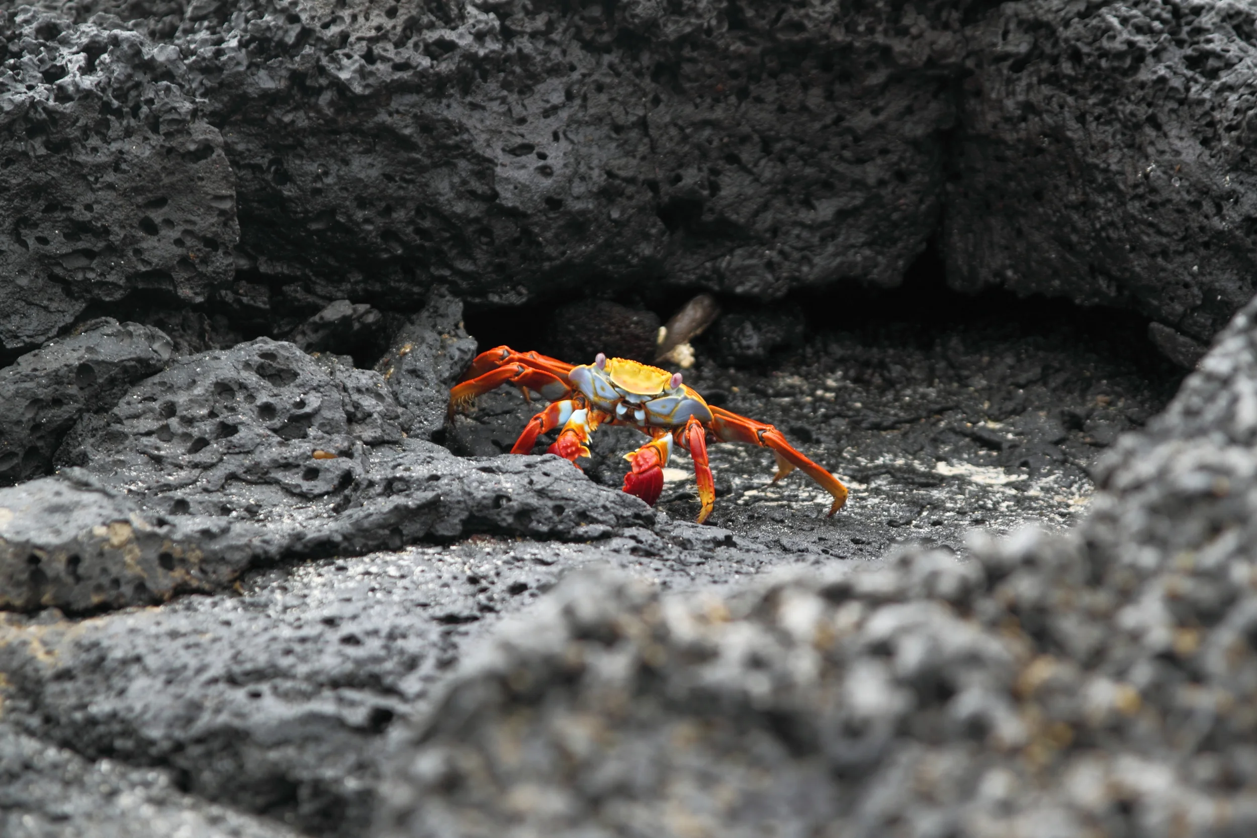 Galapagos Islands, Nov. 2014