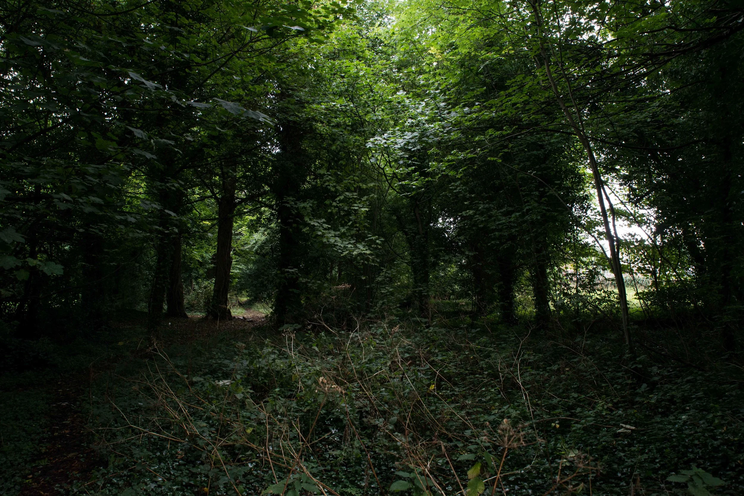 Forest Chasing (3 of 14).jpg