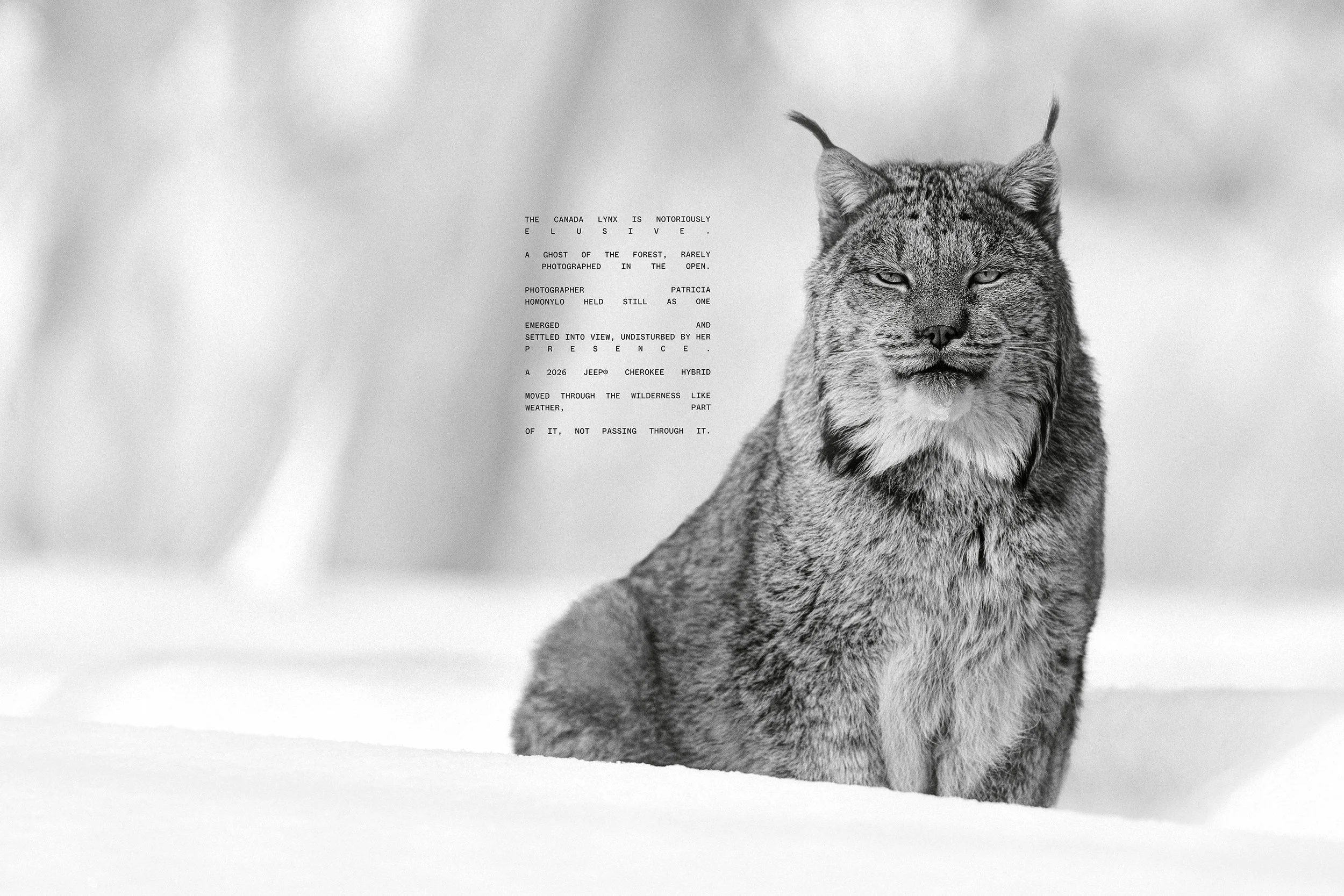 LINCE copy.jpg