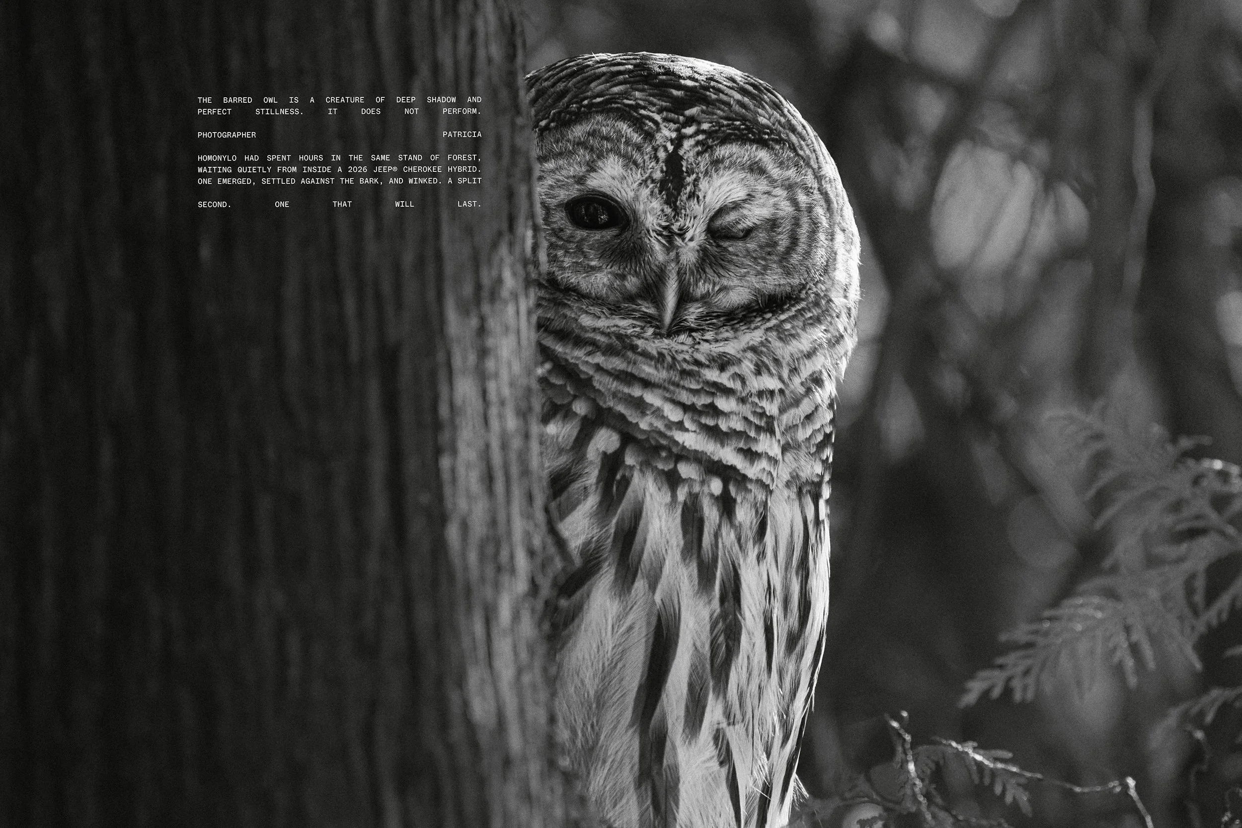 OWL copy.jpg