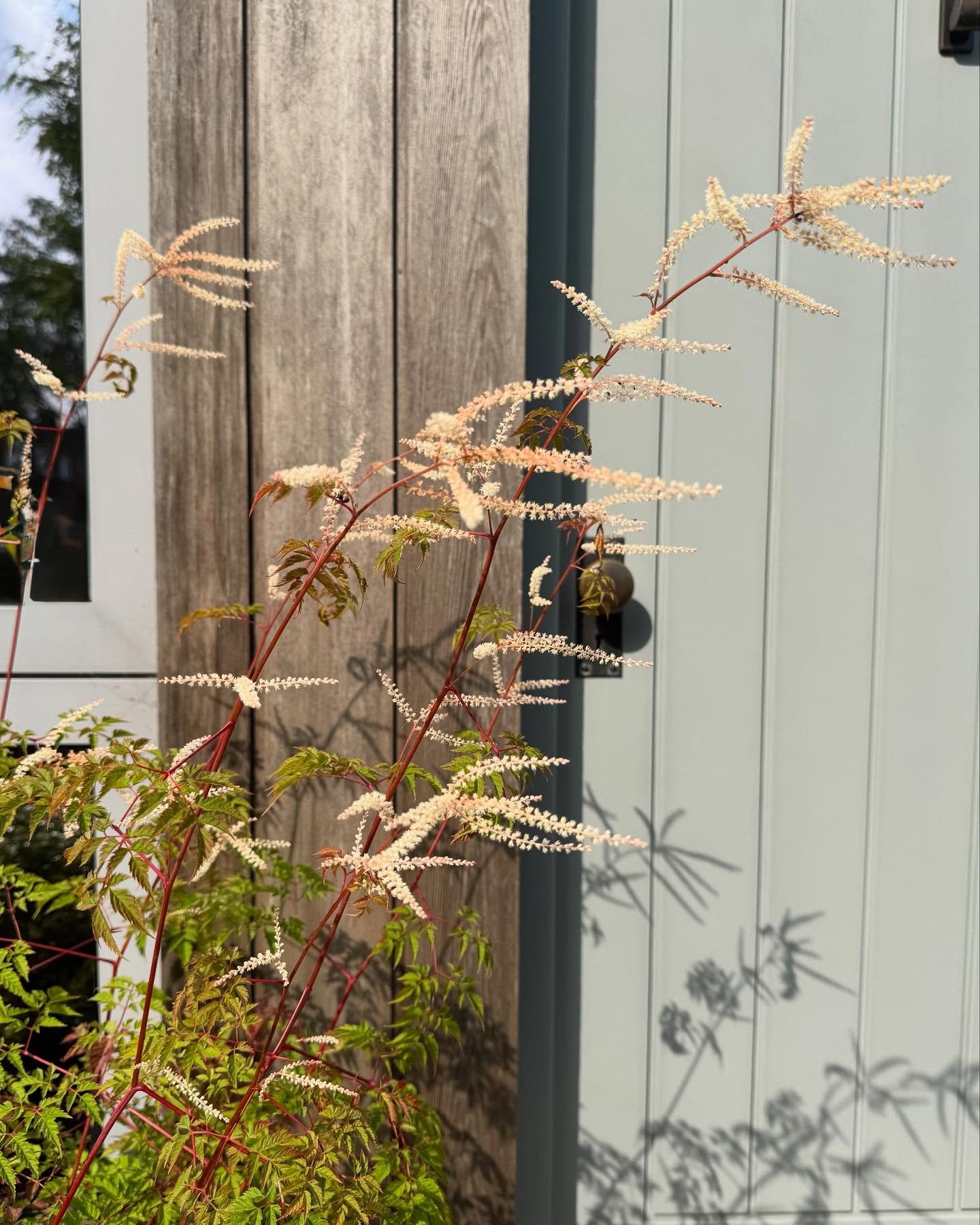Stems - colour inspiration

#natureinspired #colourinspiration #summer2025