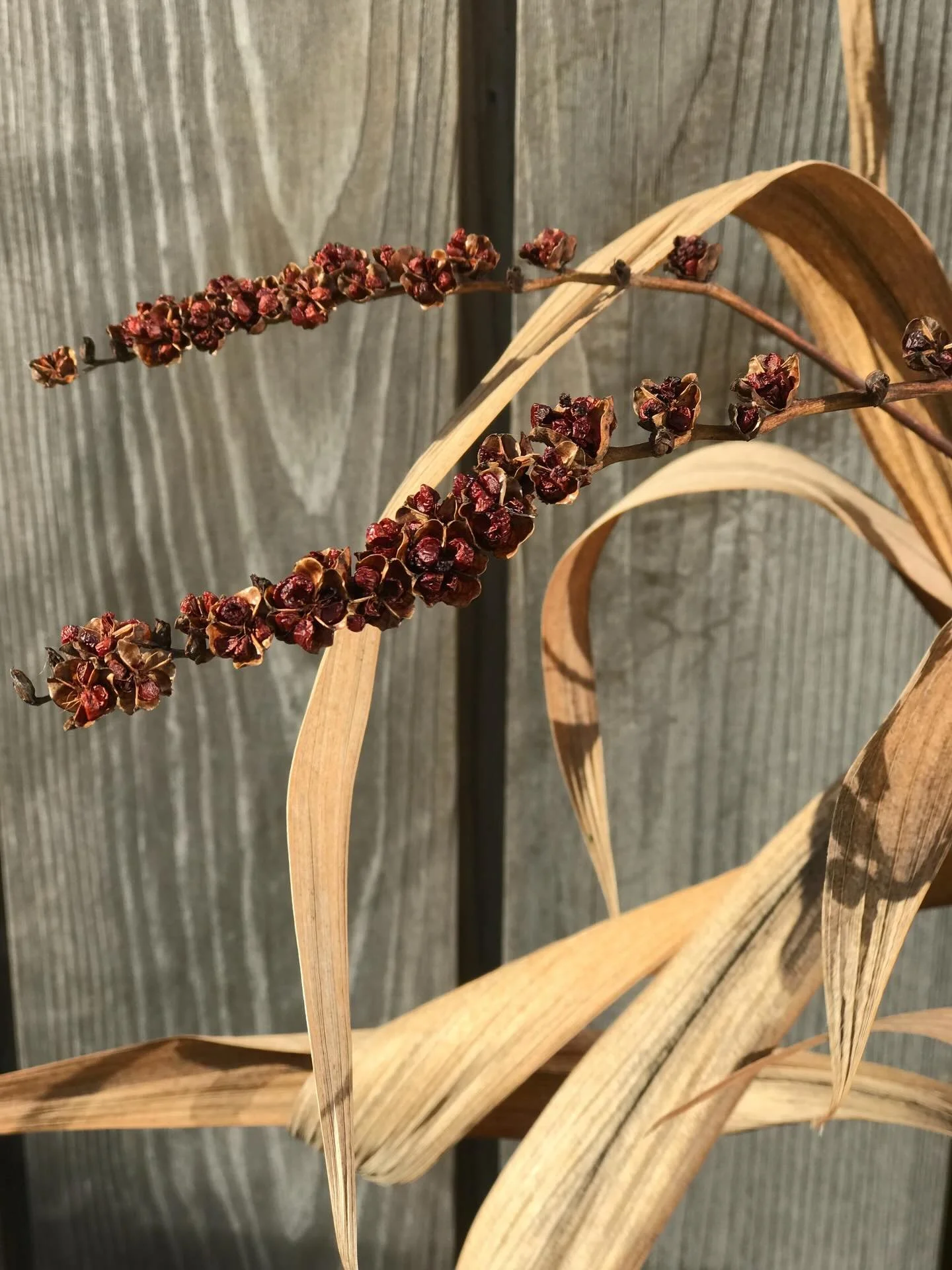 Colour inspiration - crocosmia lucifer