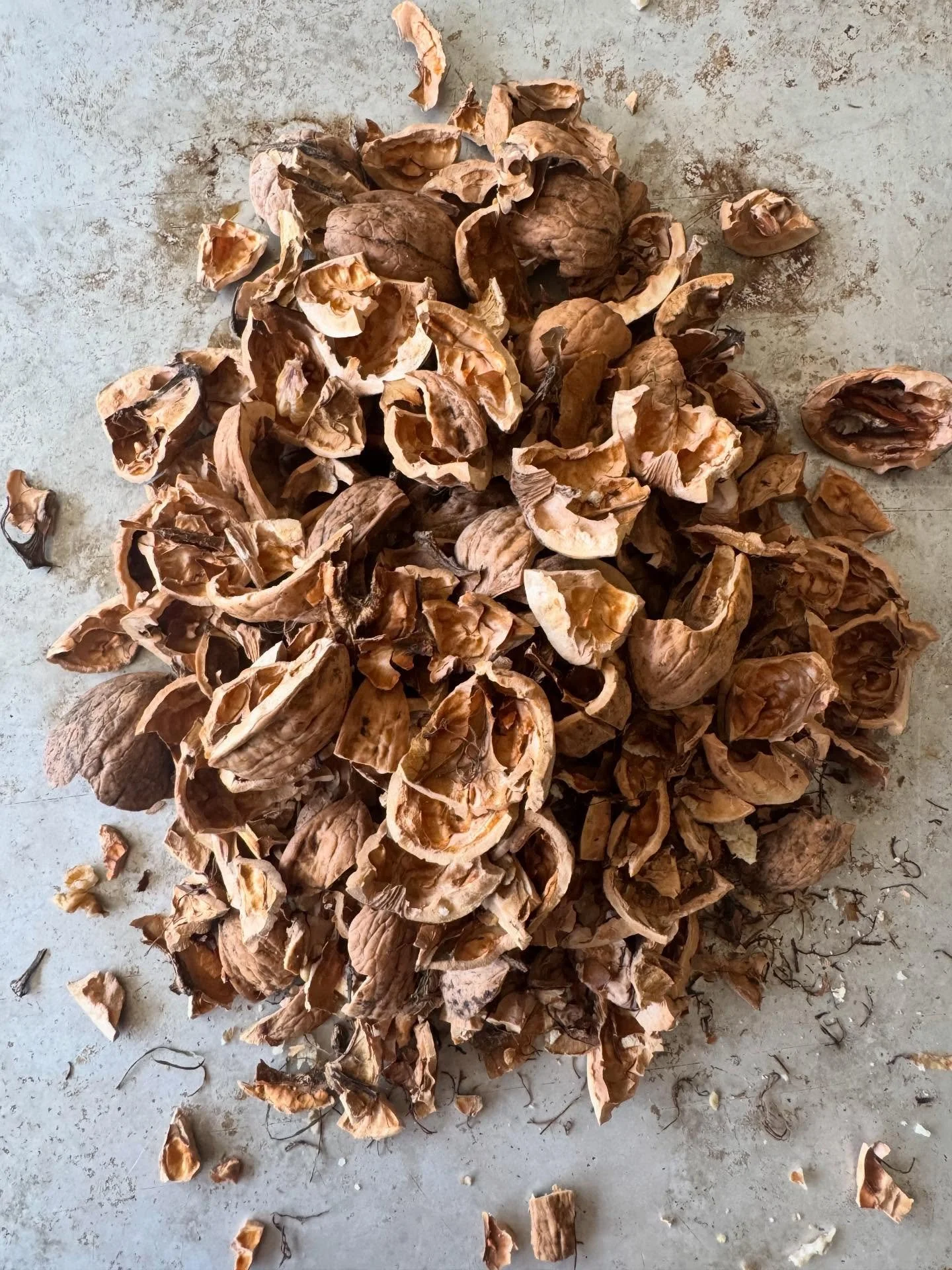 With so many walnuts this season, the squirrels left plenty behind, which has meant more for eating and more shells for the dye pot!

Thank you to Alison and Nick for saving these ones for me.

#naturallydyeingyarn #walnutshells #naturallydyedwool #p