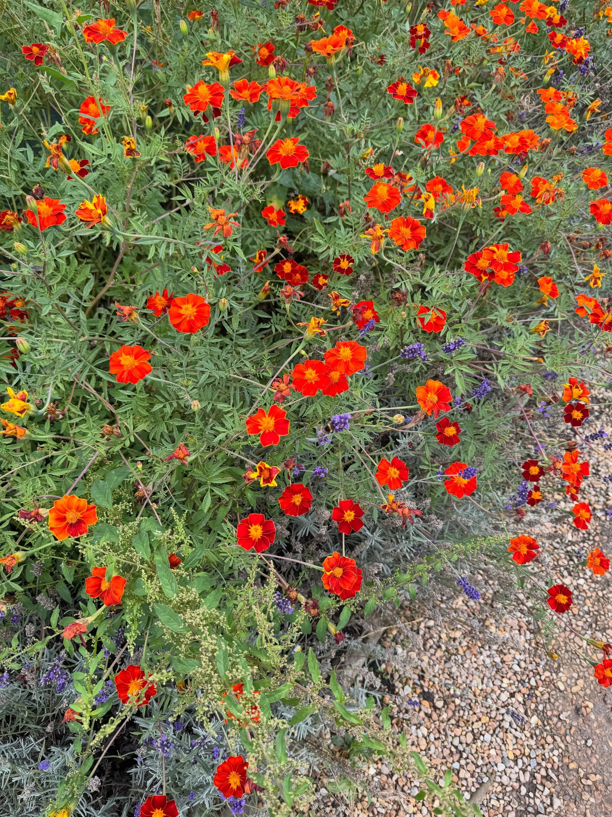 Tagetes patula &lsquo;burning embers&rsquo; (I think), in the gardens at Arundel Castle. I noticed the colour first - that deep, glowing orange. Then I discovered it&rsquo;s a dye plant. No wonder I was drawn to it.