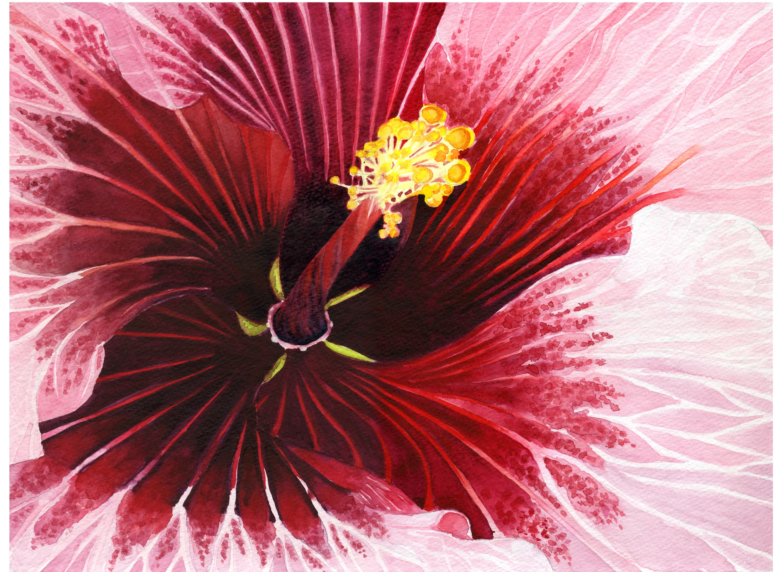 Inner Hibiscus.jpg