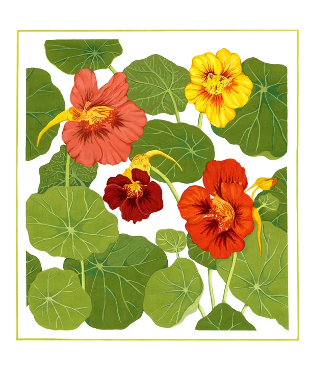 Nasturtiums.jpg