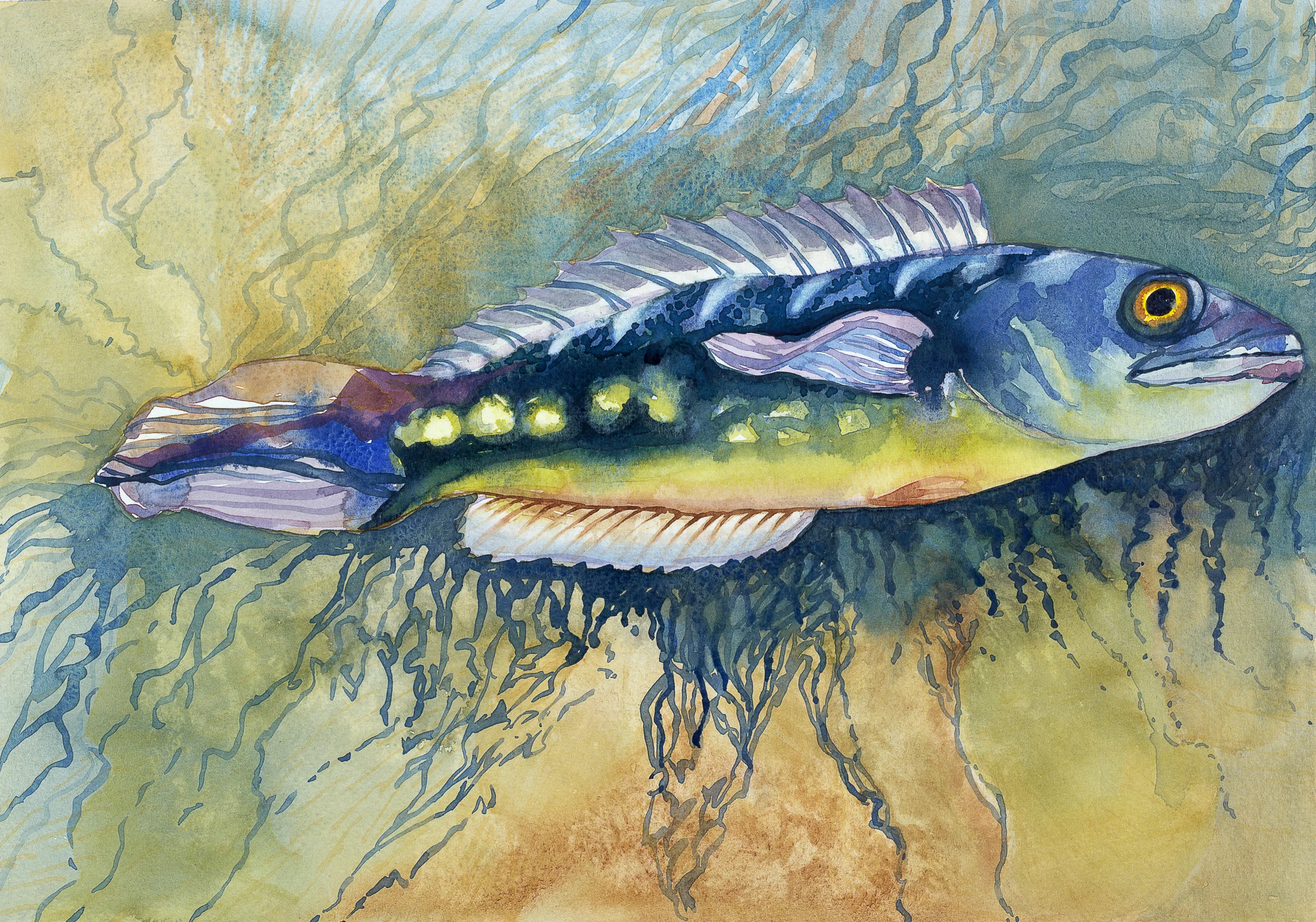 Red Snakehead.jpg