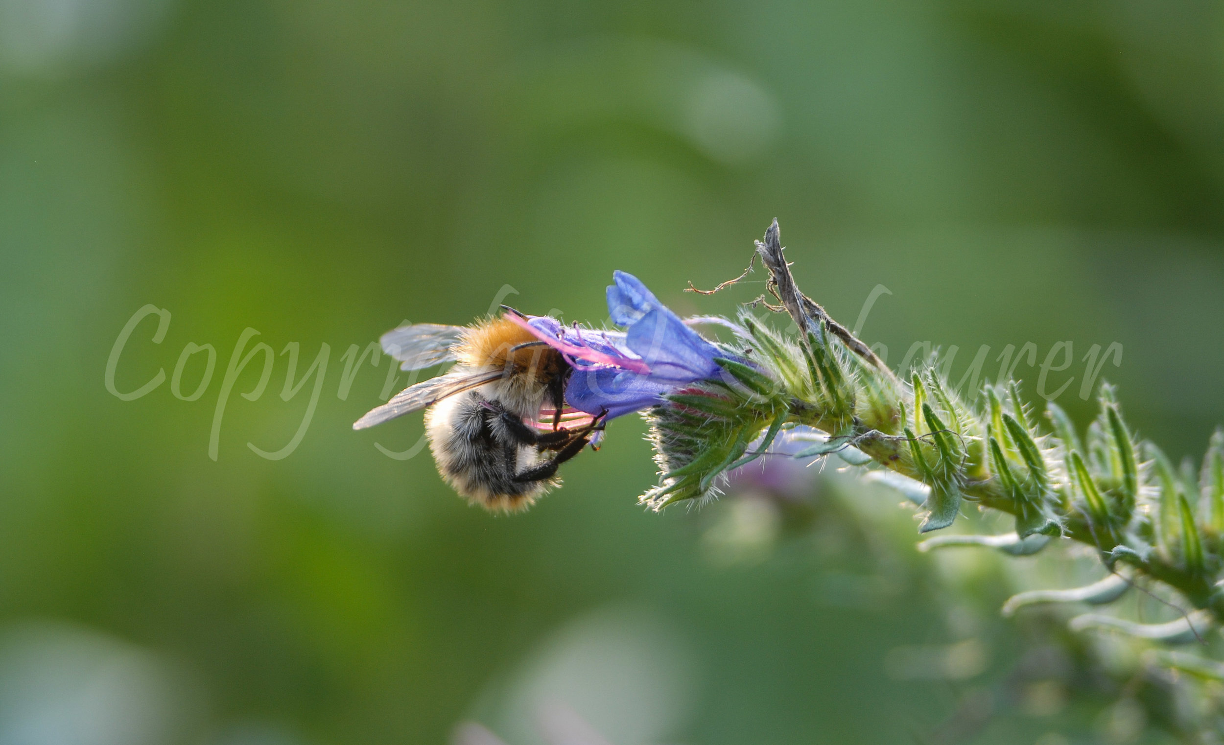Bombus mesomelas, Berghummel