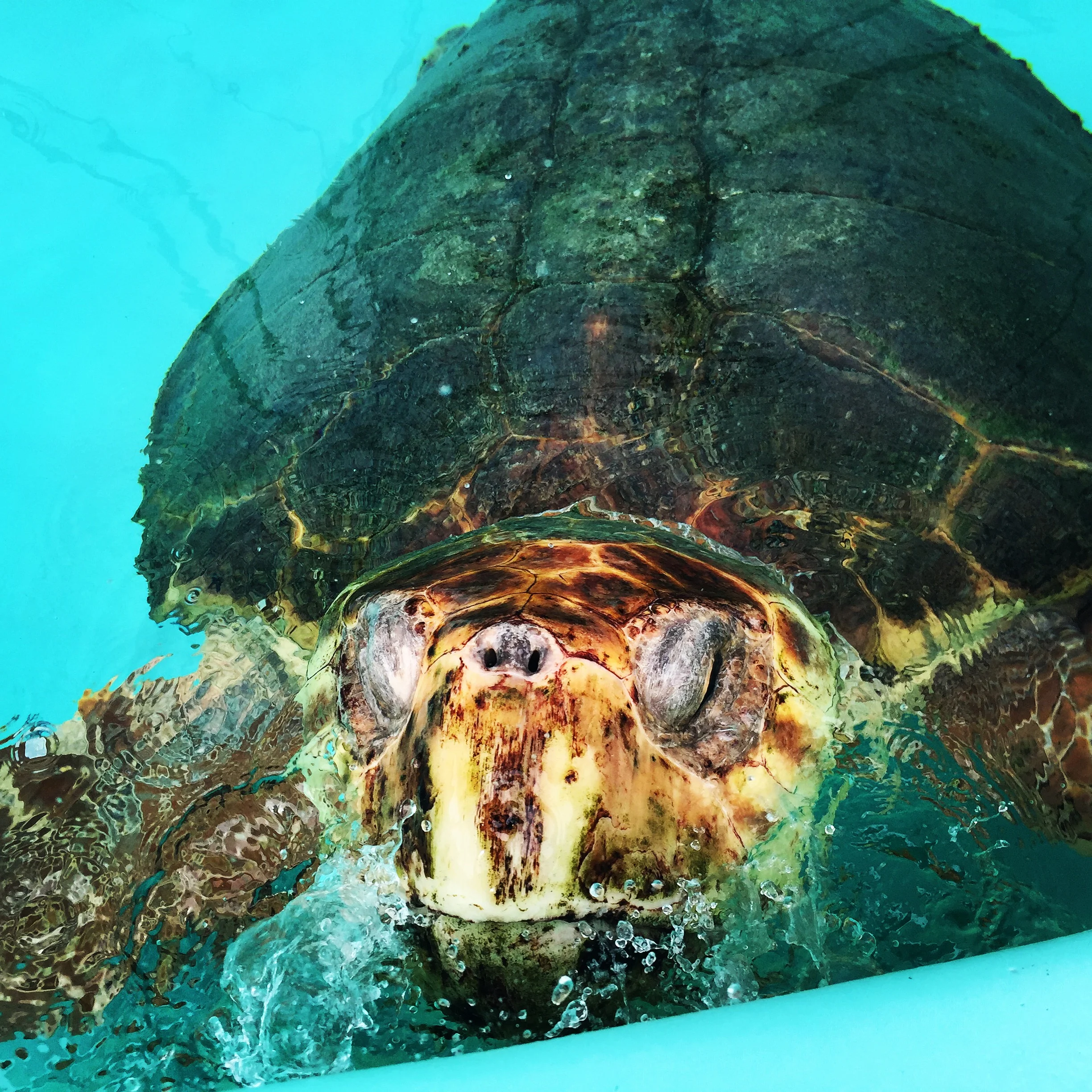 Princess Amanda the Loggerhead sea turtle patient, released back into the Atlantic Ocean on June 11, 2015 after successful rehabilitation 
