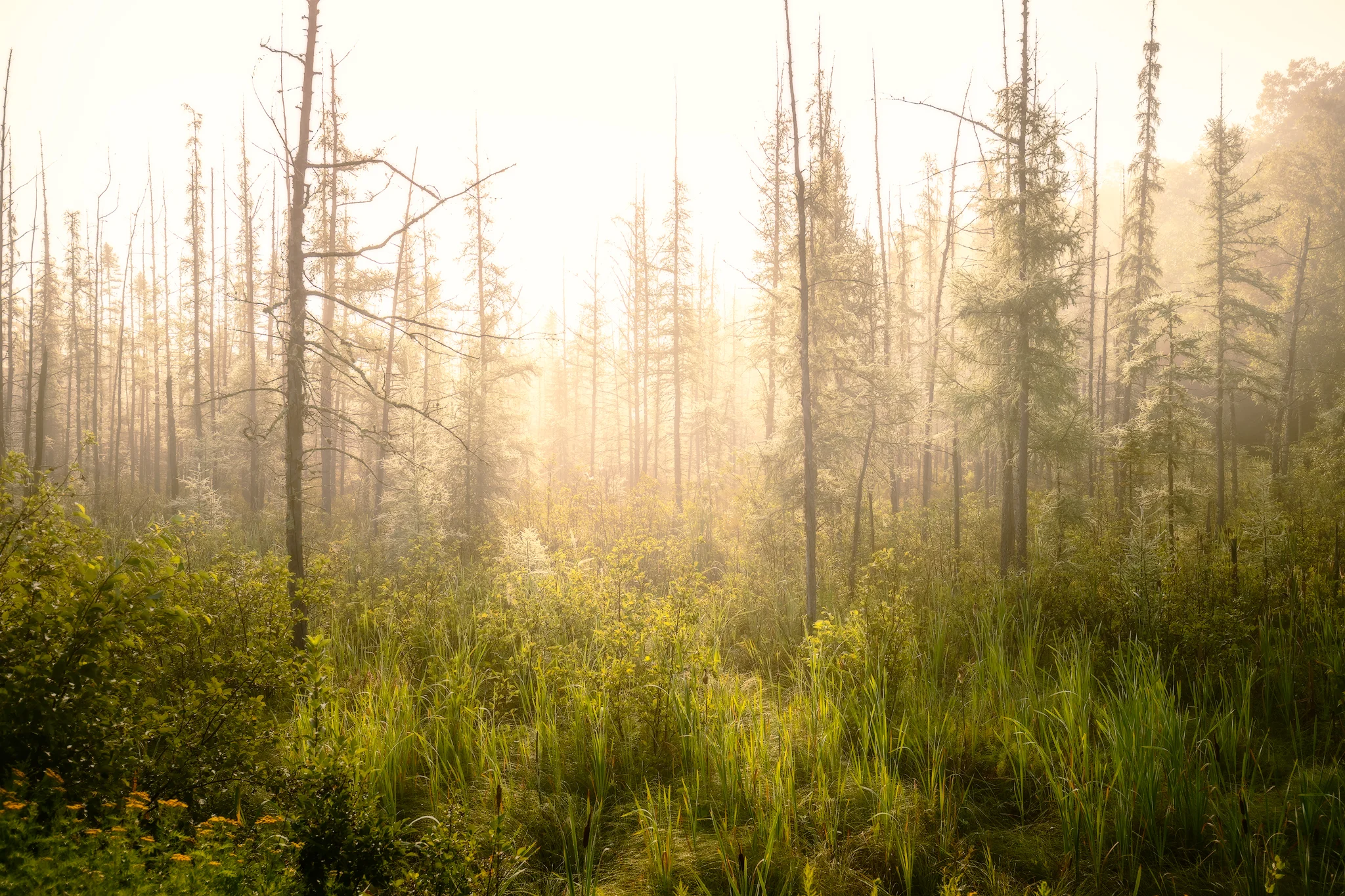 NorthWoodsFogWeb.jpg