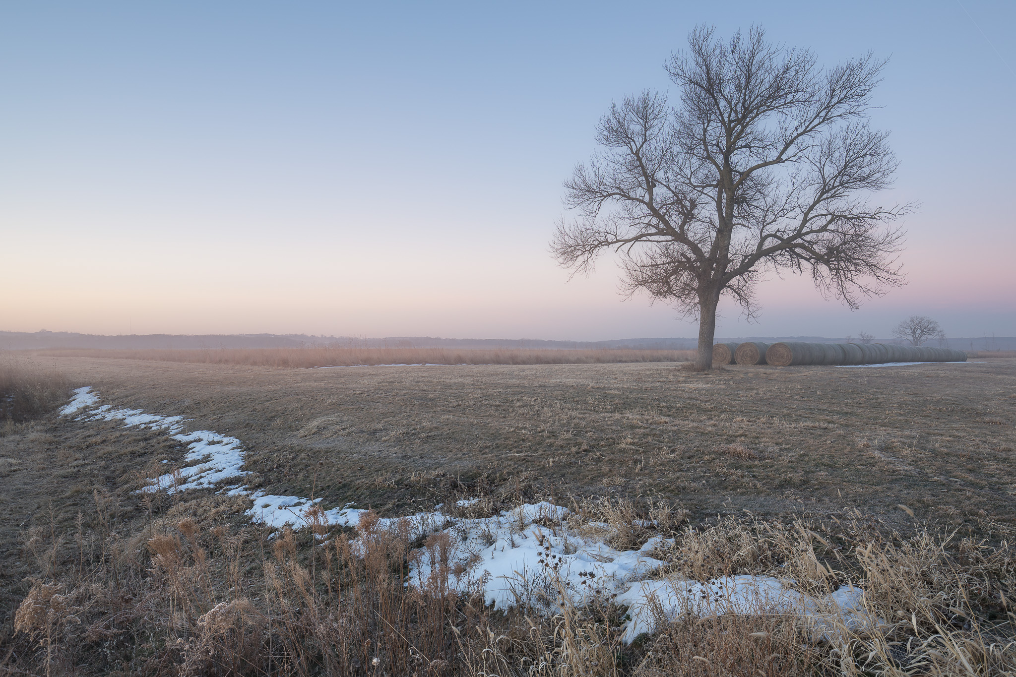 FoggyTree.jpg