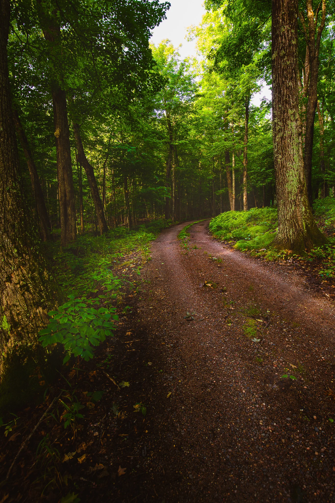 WoodlandRoad.jpg