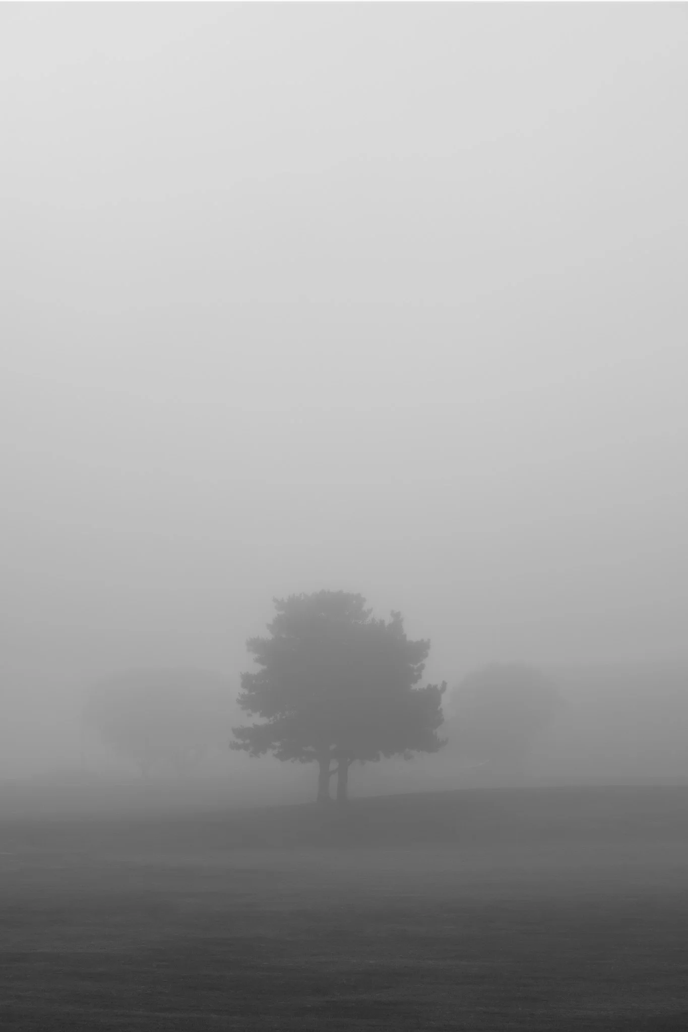 BWtreeFog.jpg