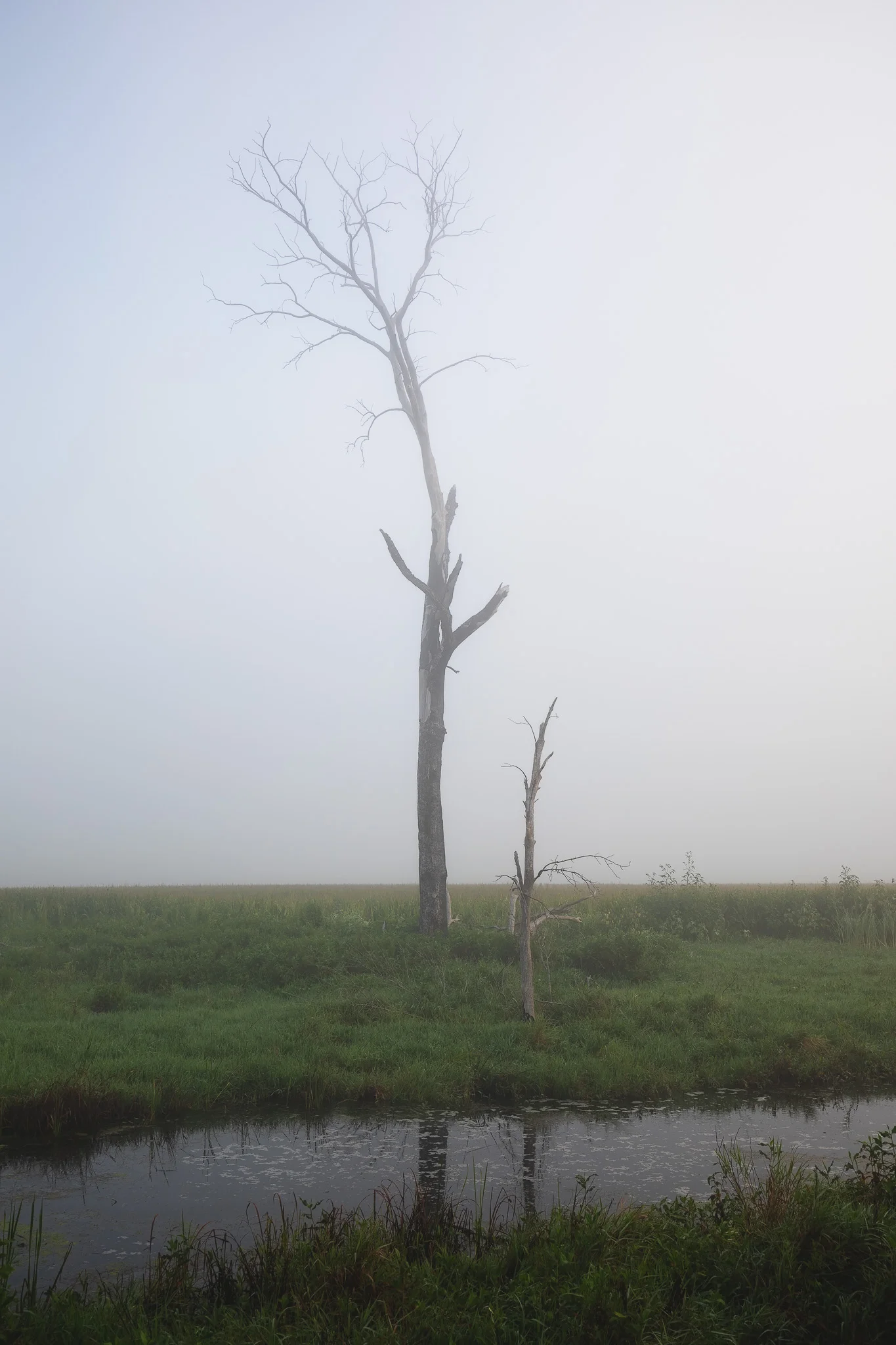 DeadTreeCreek.jpg