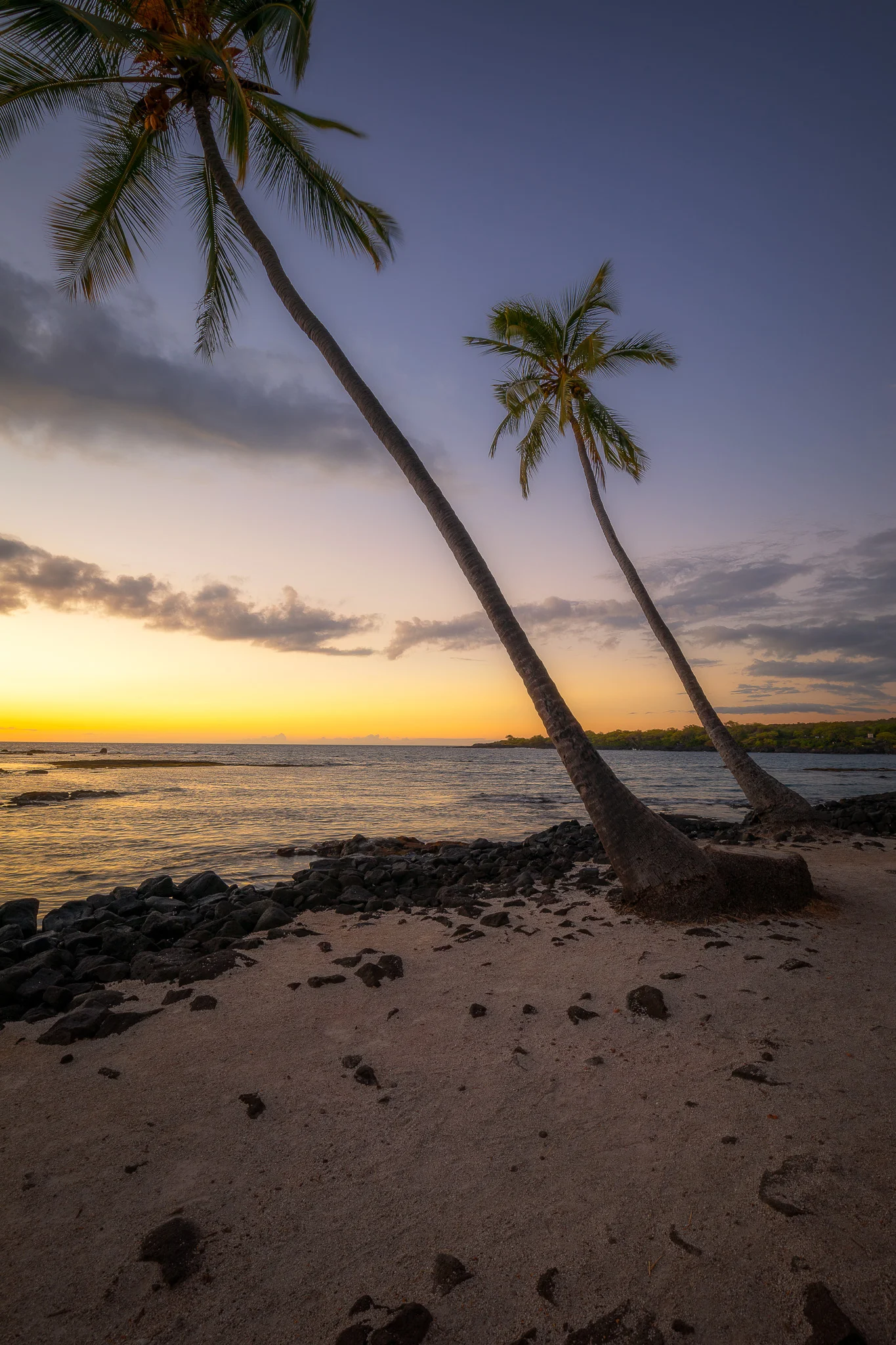 PalmTrees.jpg