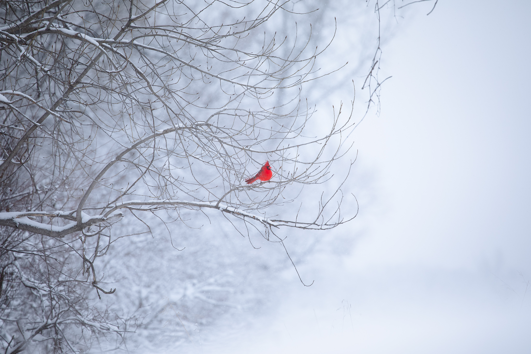 This lone cardinal really stood out in this snow - Handheld - 200mm - ISO 500 - f/5 - 1/1000
