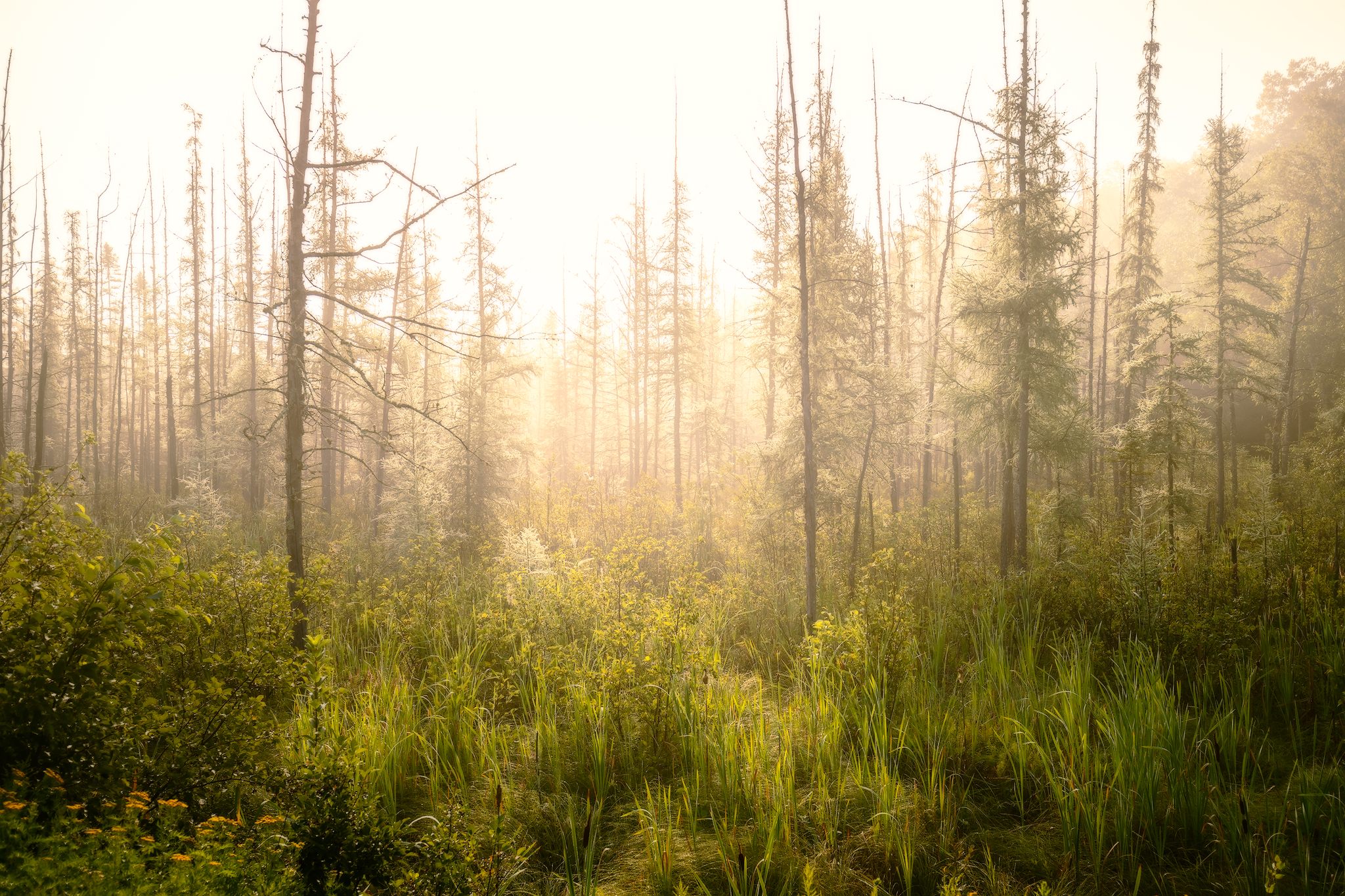 NorthWoodsFogWeb.jpg