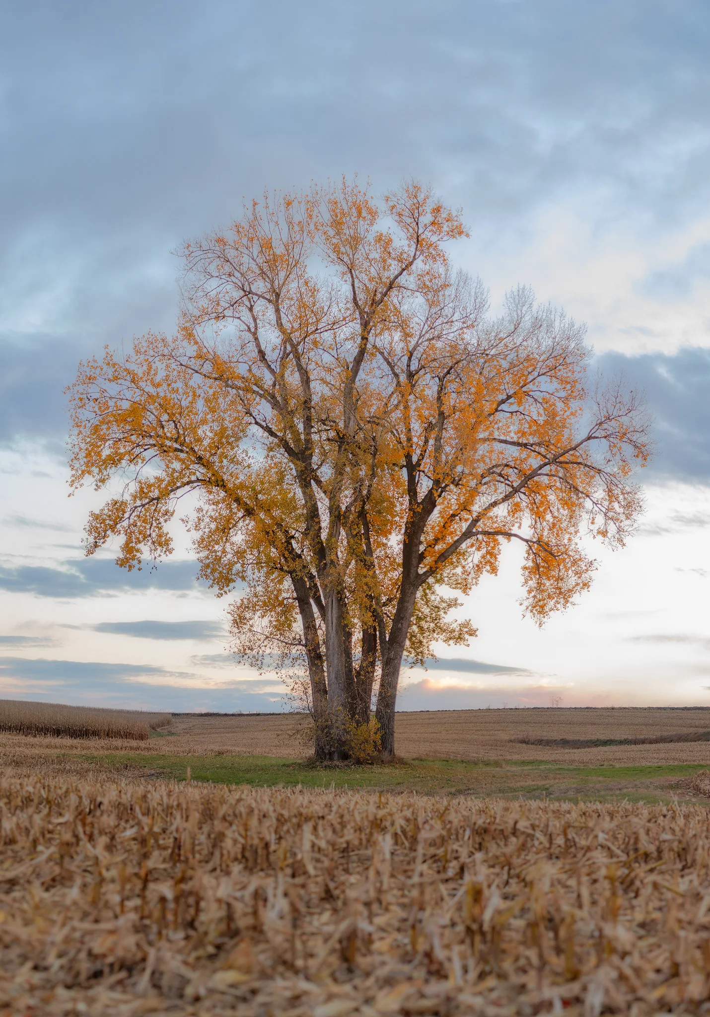 BigFallTree.jpg