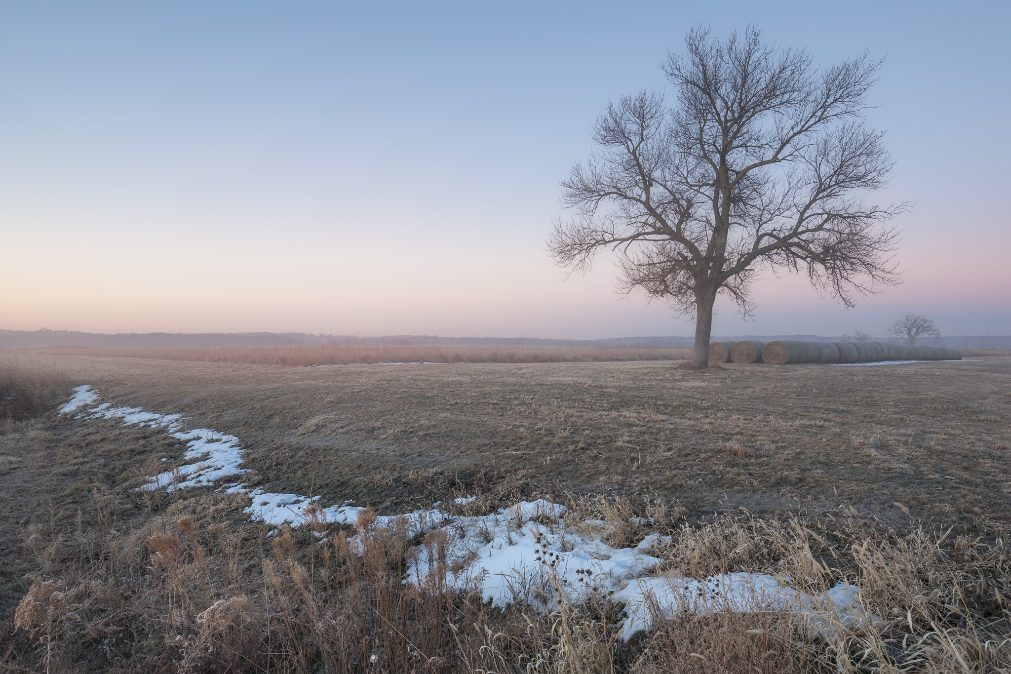 FoggyTree.jpg
