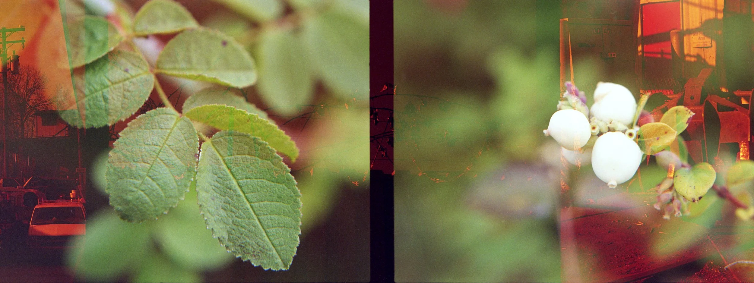 Thorns 72 dpi.jpg