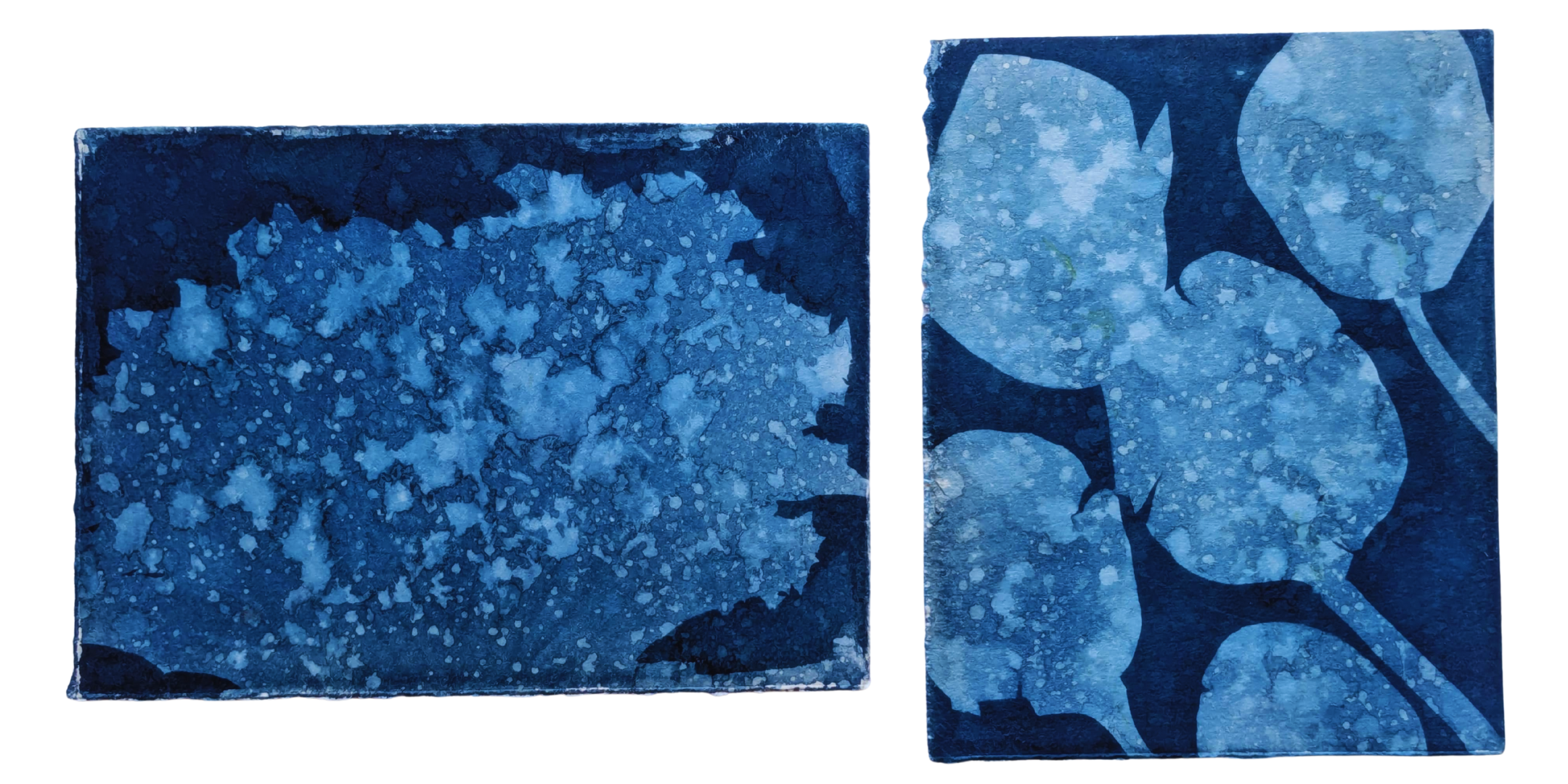 Embracing the Fraser- wet cyanotype experiments — Cat Hart