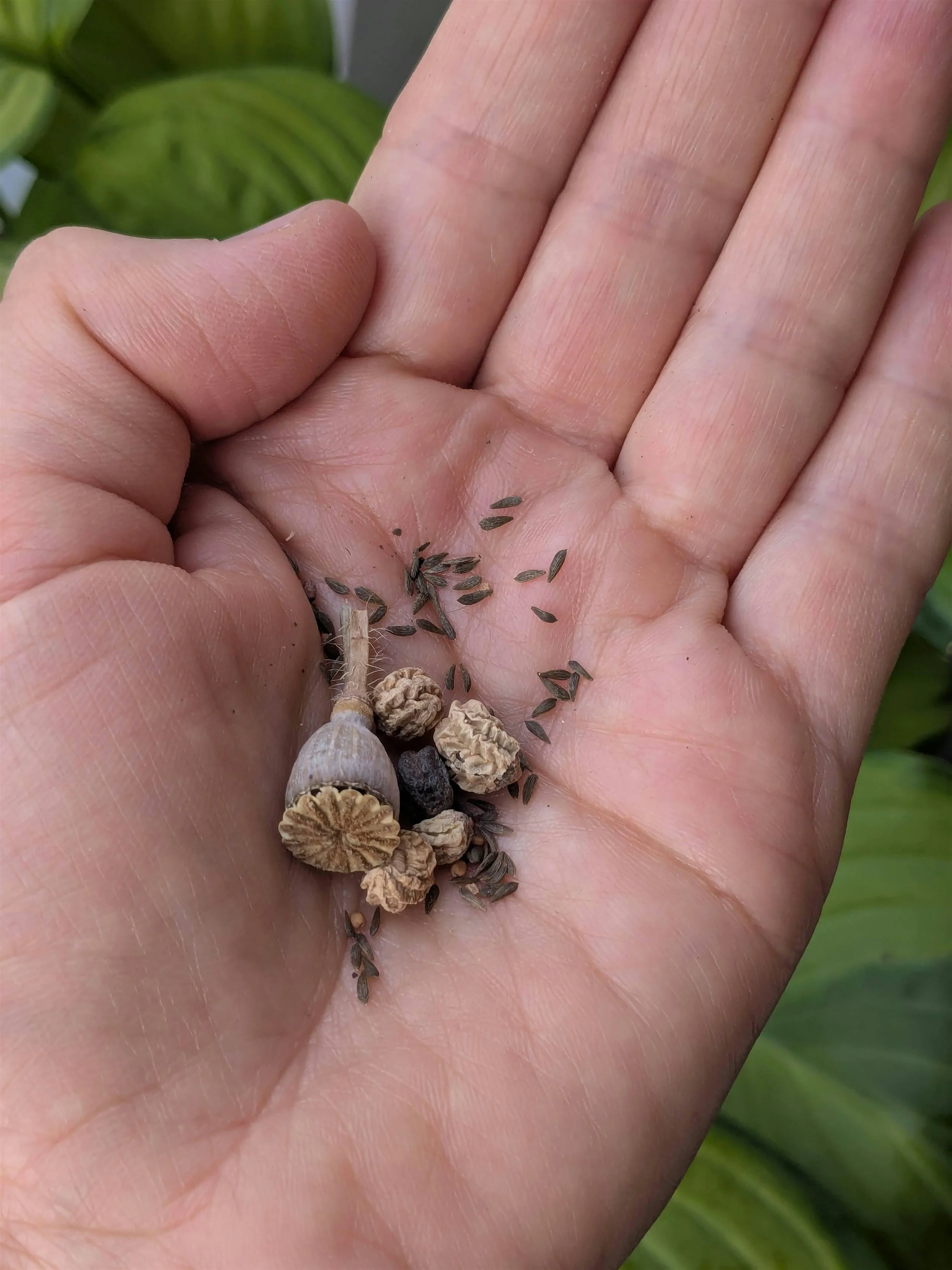 A hand holding different kinds of seeds