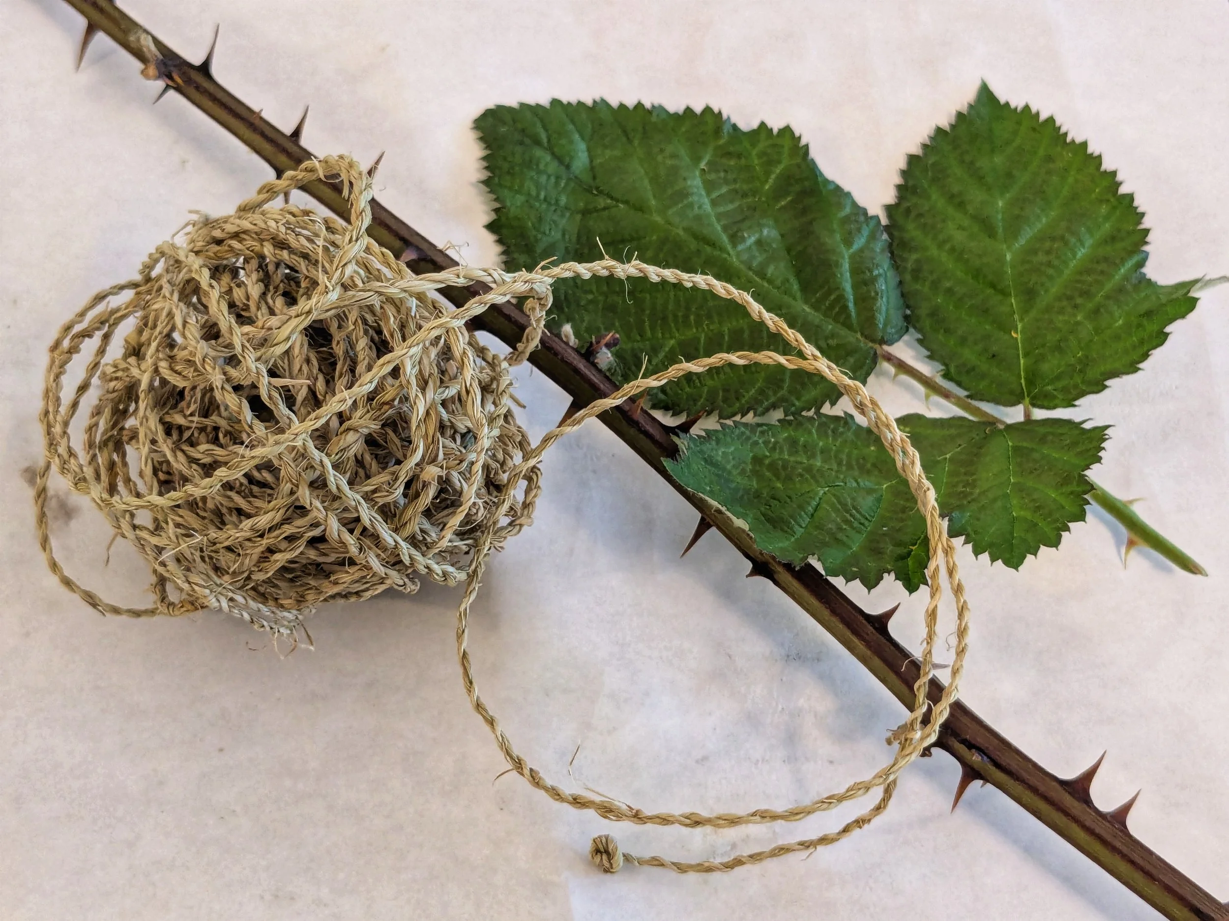 A ball of twtine next to blackberry vine and leaves