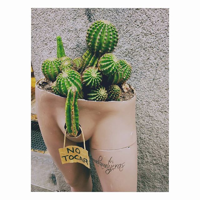 Can't touch this 🌵

#madrid #gaypride #succulents #suckmy...